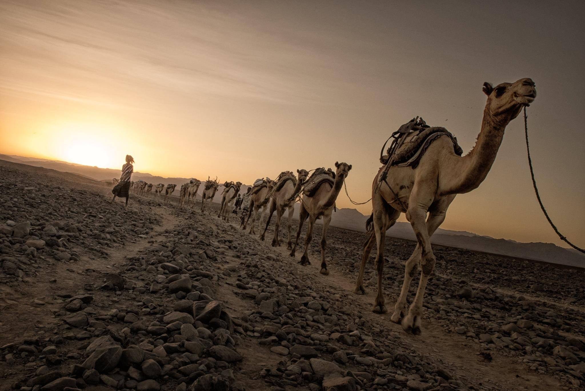 Верблюжий Караван в пустыне