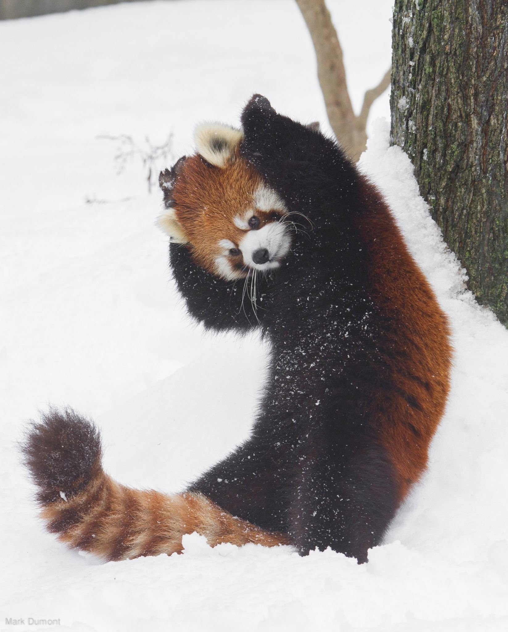 Рыжая панда фото на задних лапах