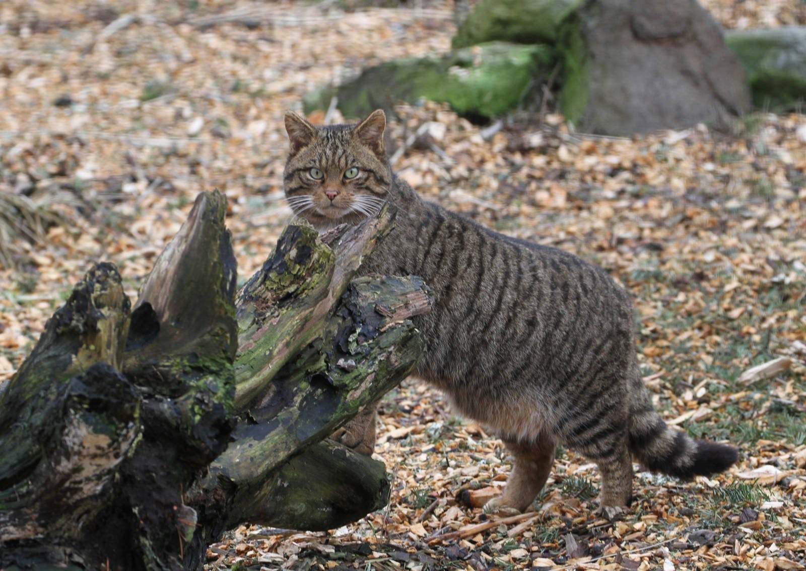 Фото дикого кота камышового