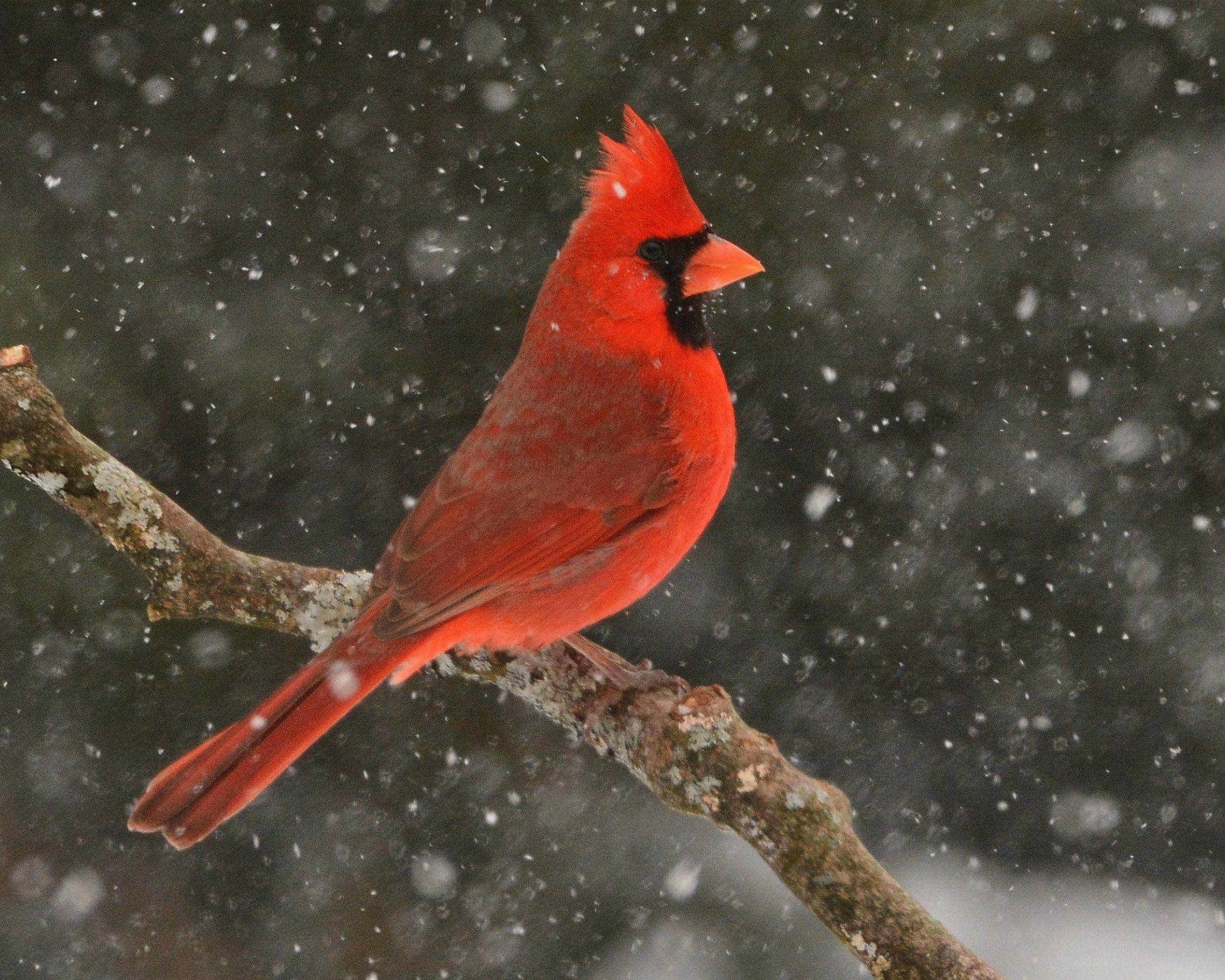 Красная Зимняя Птица