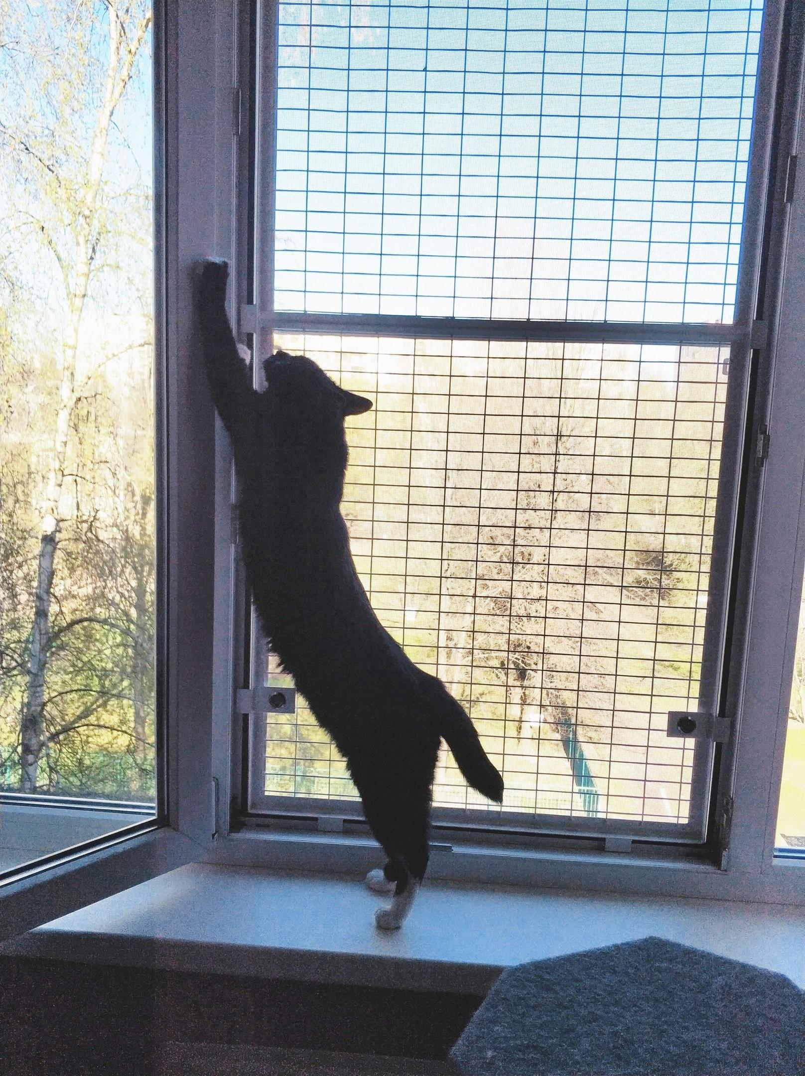 Сетка на окно для кошек антикошка купить. Клетка антикошка. Кот сетка антикошка. Вольер антикошка. Решетка антикошка.