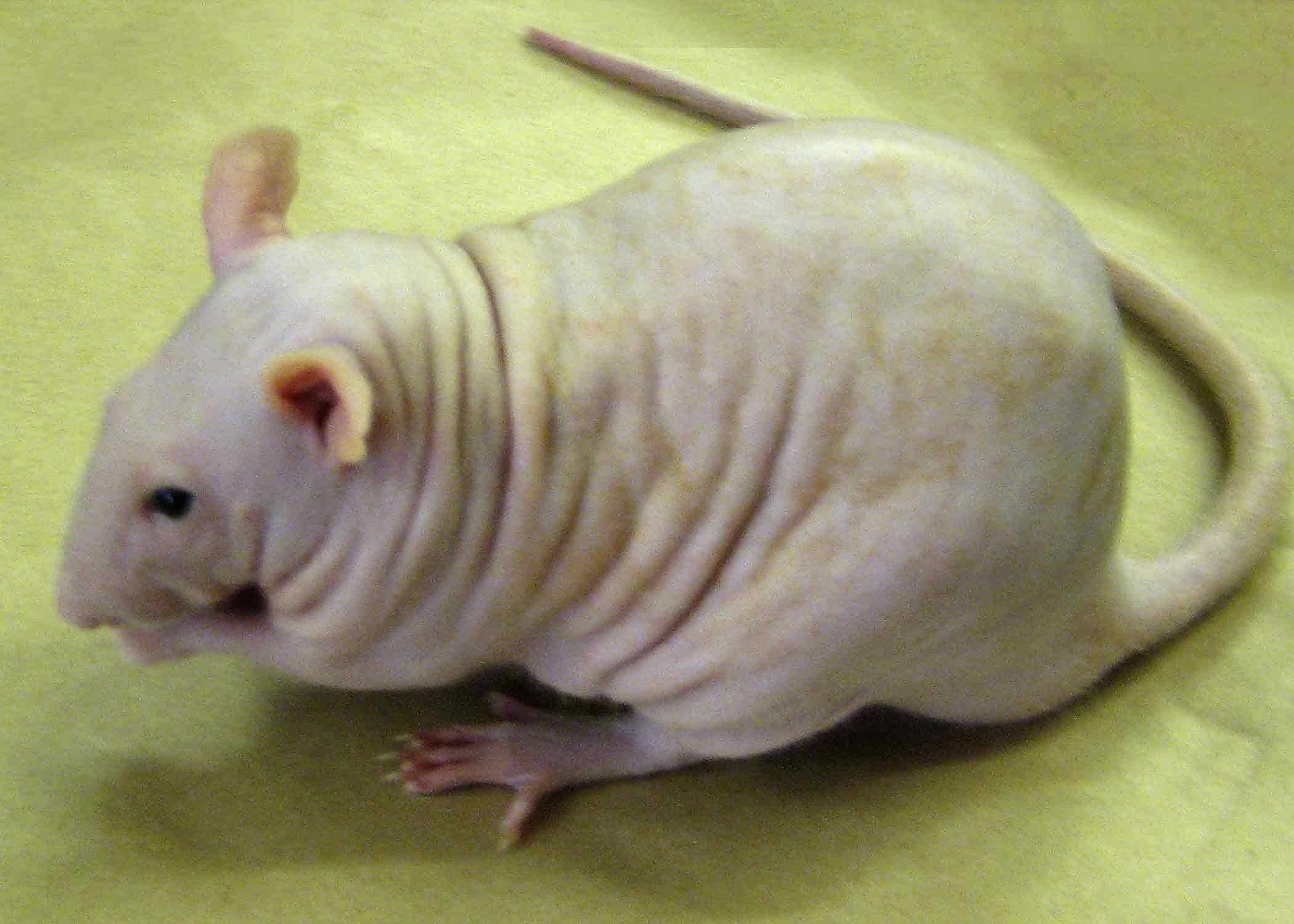 Жир мыши. Крысята Дамбо сфинкс. Крыса сфинкс Дамбо толстая. Крыса Дамбо толстая.