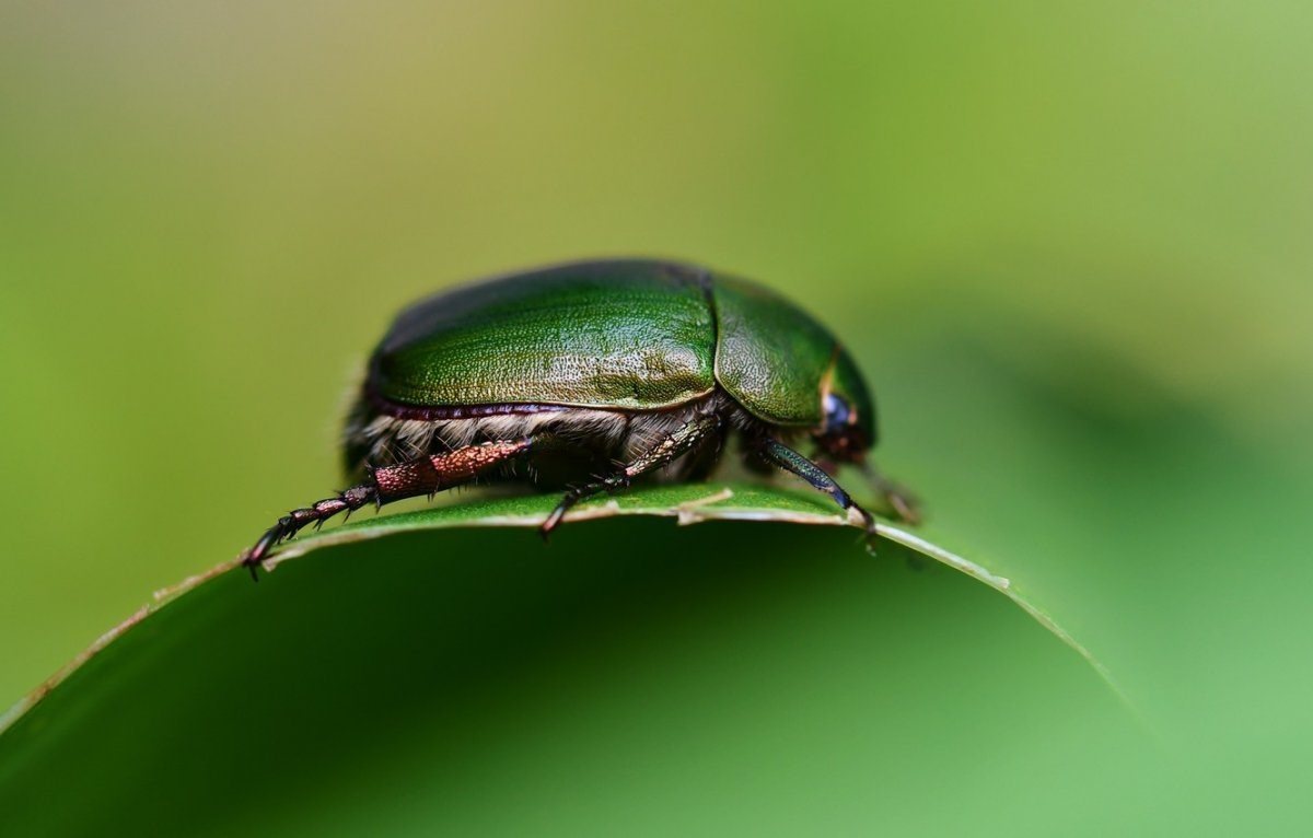 Зеленый жук похож на майского фото