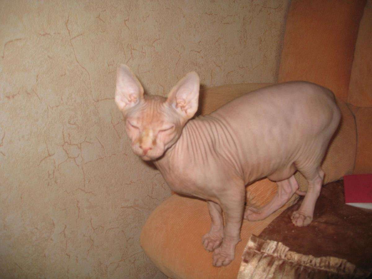 Беременная кошка сфинкс