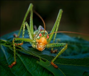 Укус кузнечика