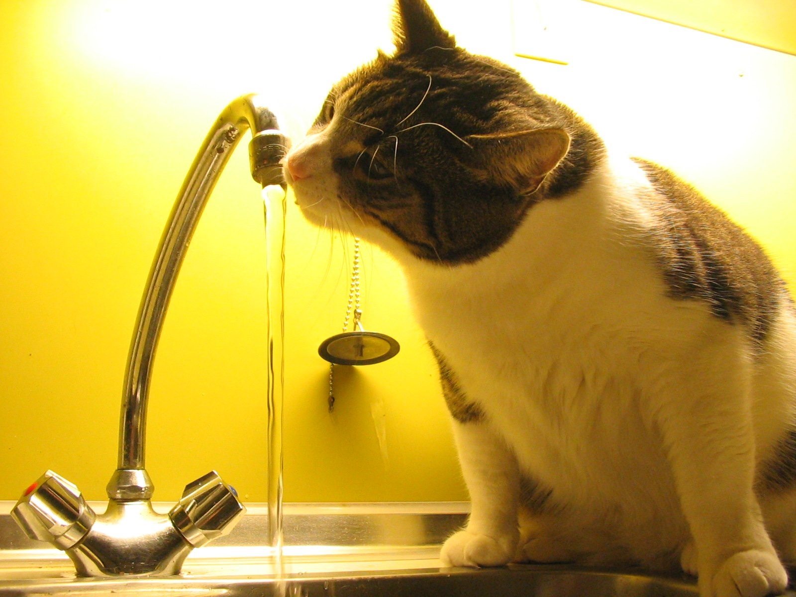 Кошка пьет воду причины. Кошка пьет. Кошка пьет воду из под крана. Кот в воде. Кошка пьет из крана.