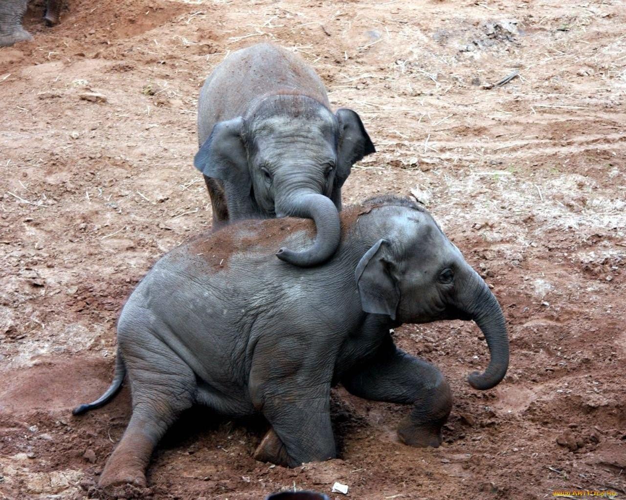 Как спят слоны в природе фото