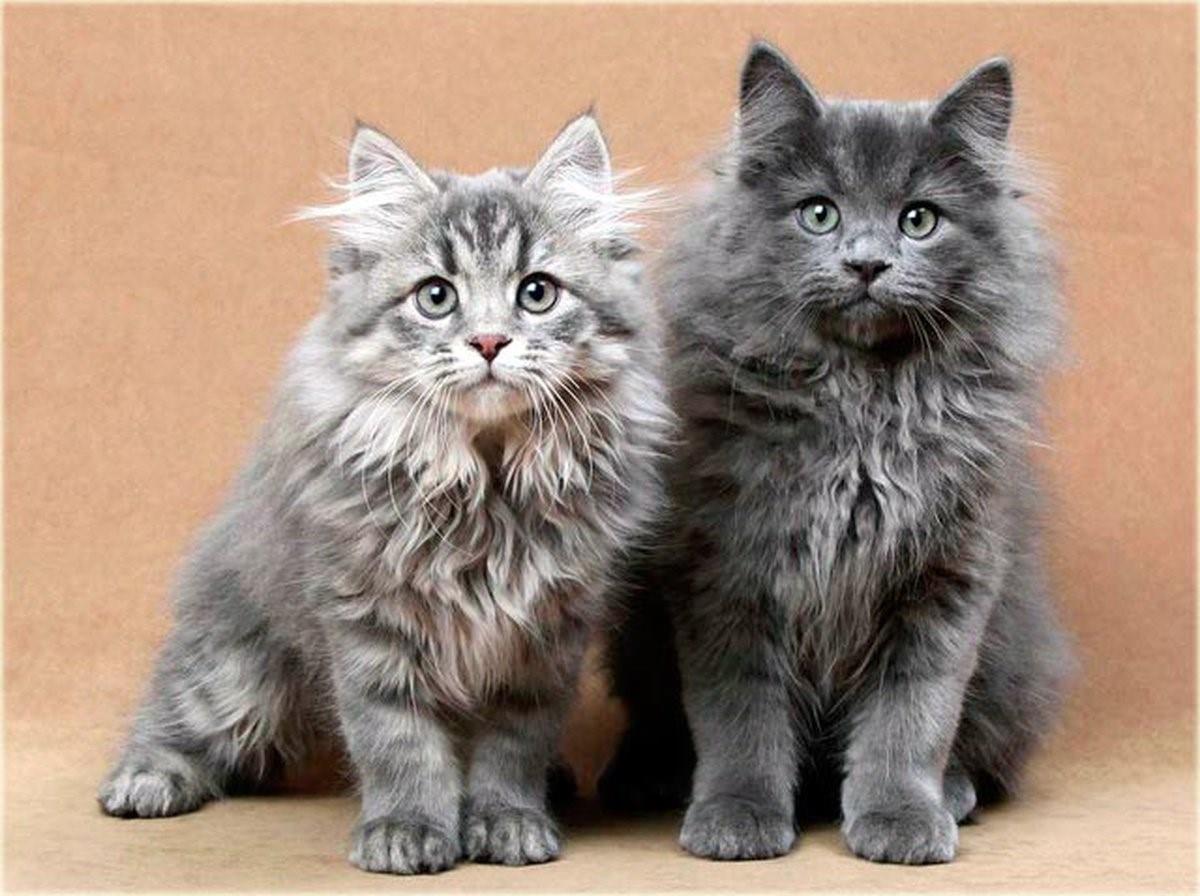 Русские породы кошек с фотографиями
