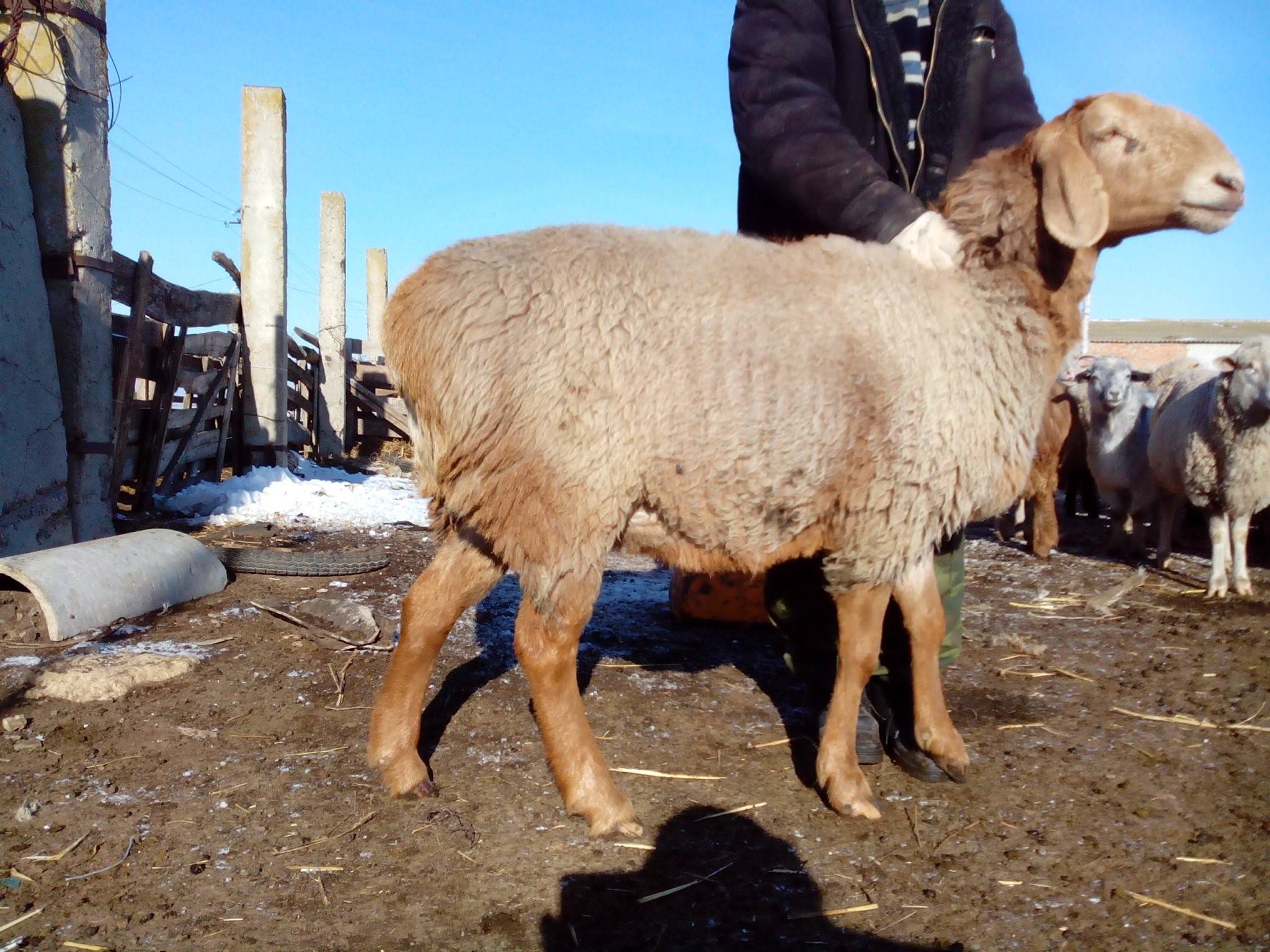 Гиссарская порода овец фото и описание