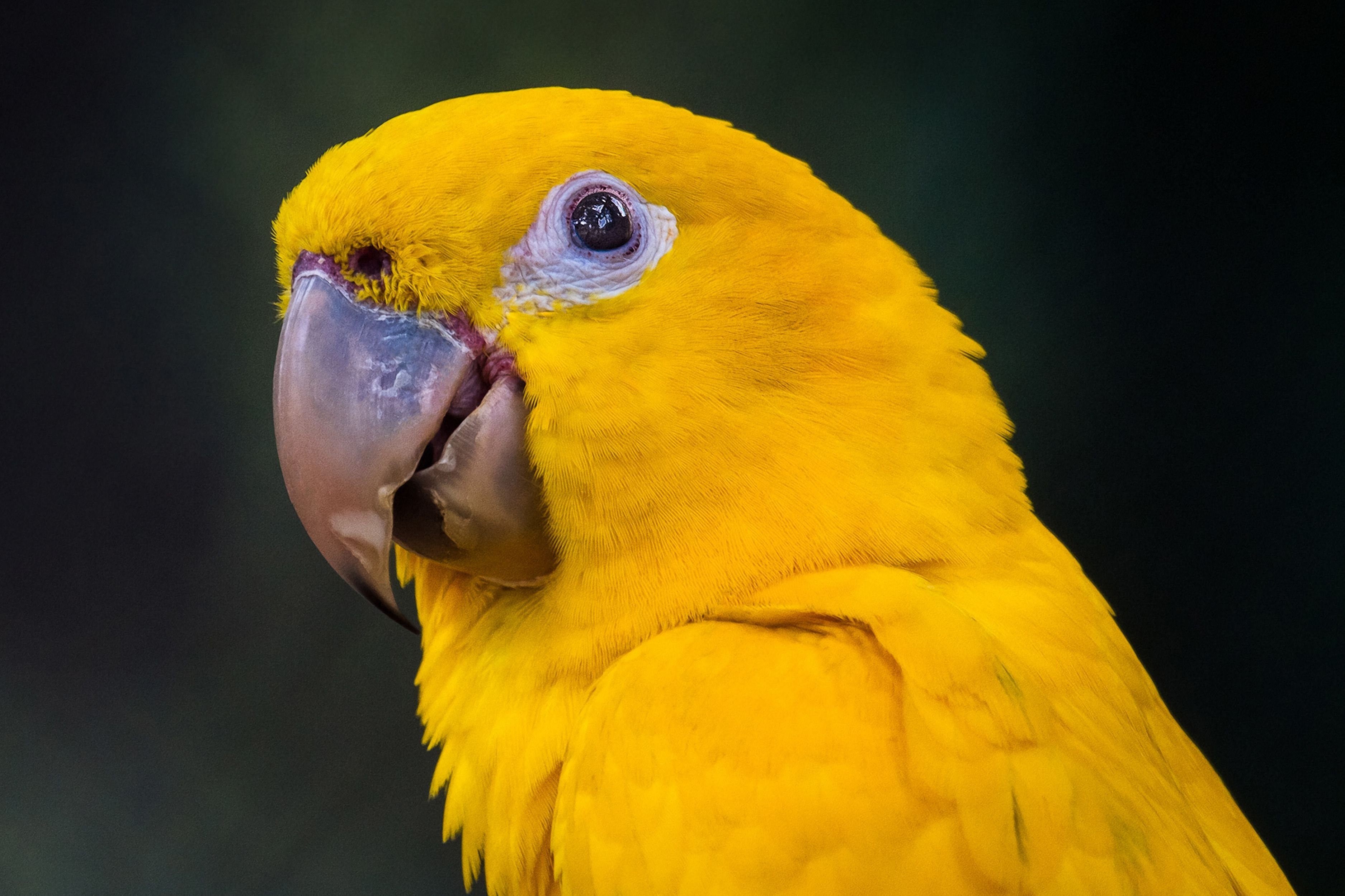 Попугай аратинга желтый