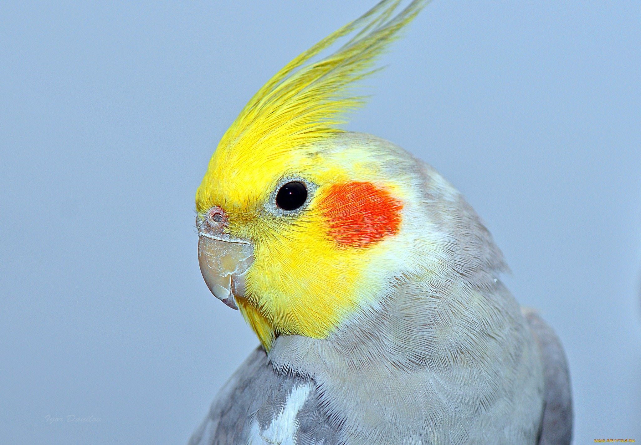 Корелла попугай желтый фото