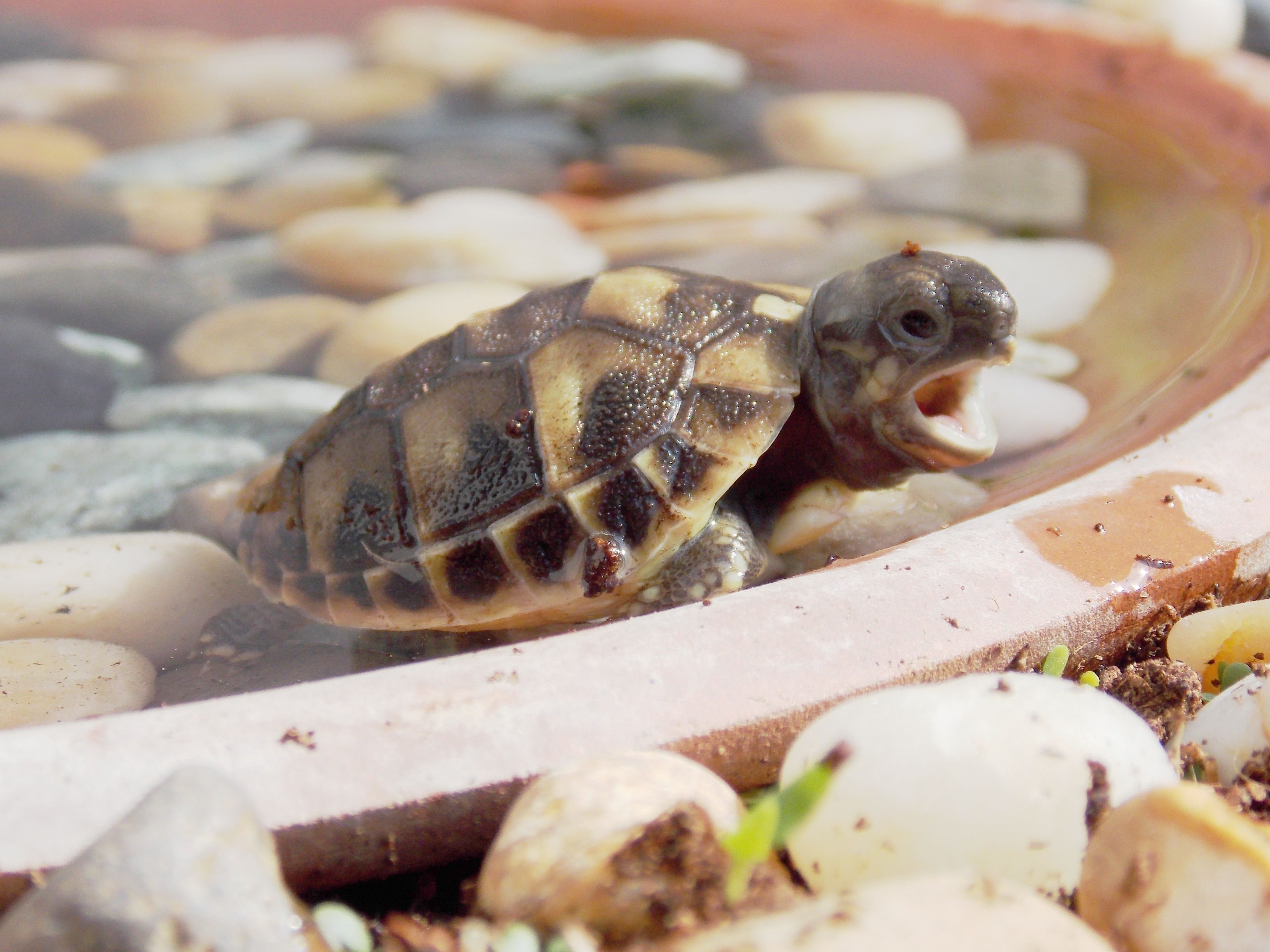 Черепашка. Детеныш среднеазиатской черепахи. Среднеазиатская морская черепаха. Рождение среднеазиатской черепахи. Новорожденная Среднеазиатская черепаха.