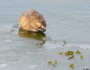 Нора водяной крысы