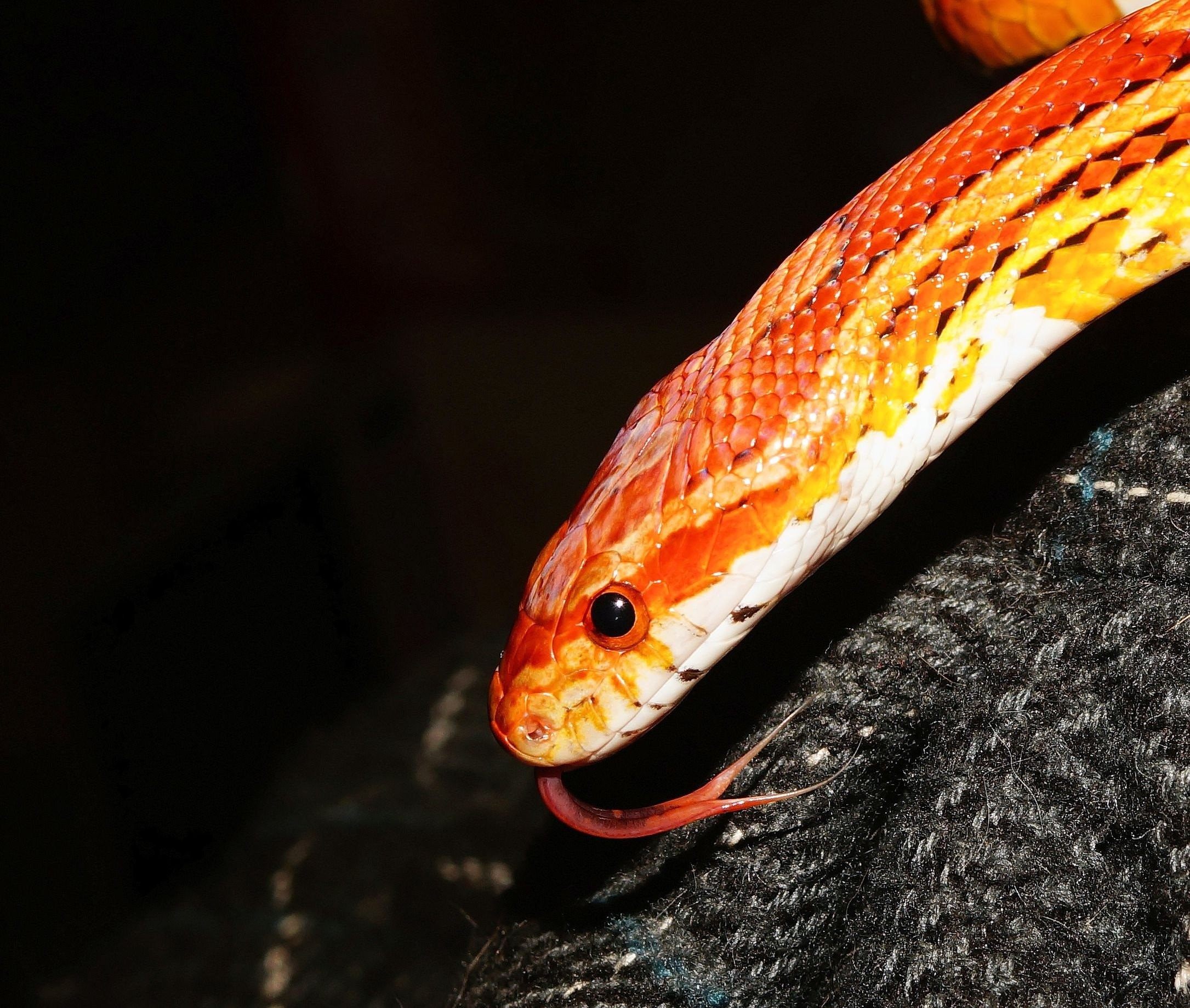 Красно желтая змея. Змея маисовый полоз оранжевый. Оранжевый полоз змея. Неядовитая оранжевая змея. Змеи полоз оранжевый.