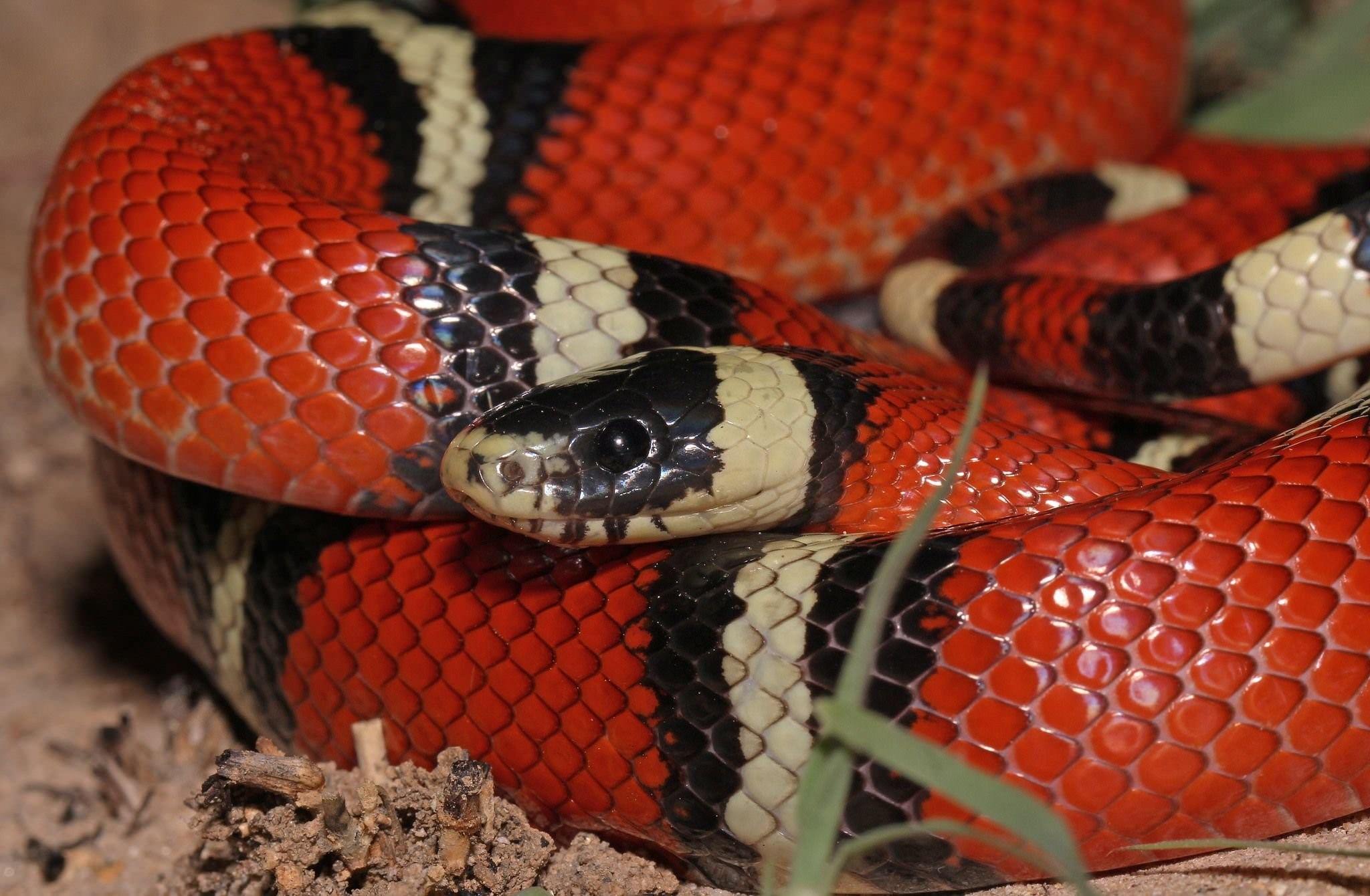 Молочная змея синалойская (Lampropeltis Triangulum sinaloae)