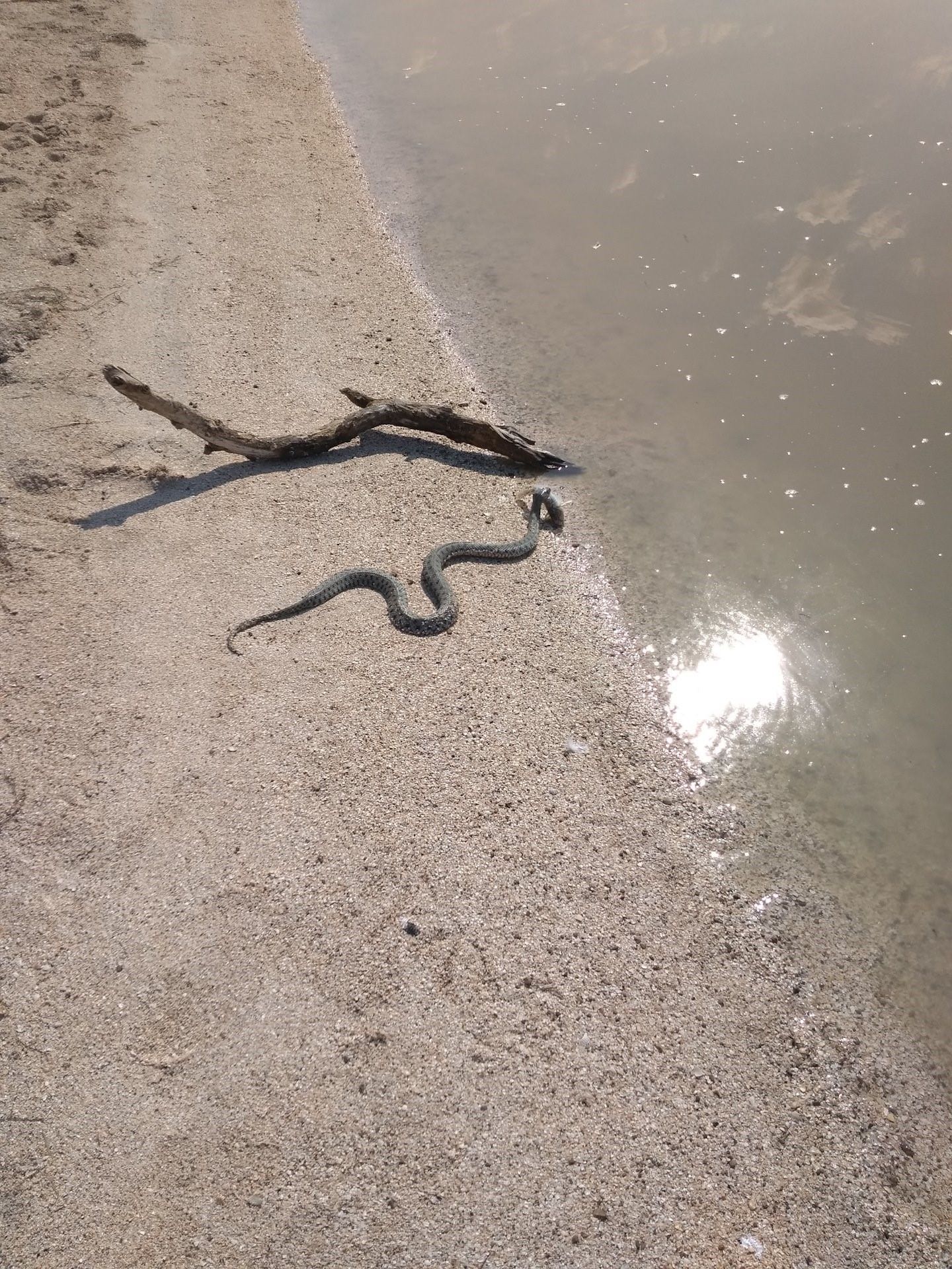Змеи азовского моря фото и названия