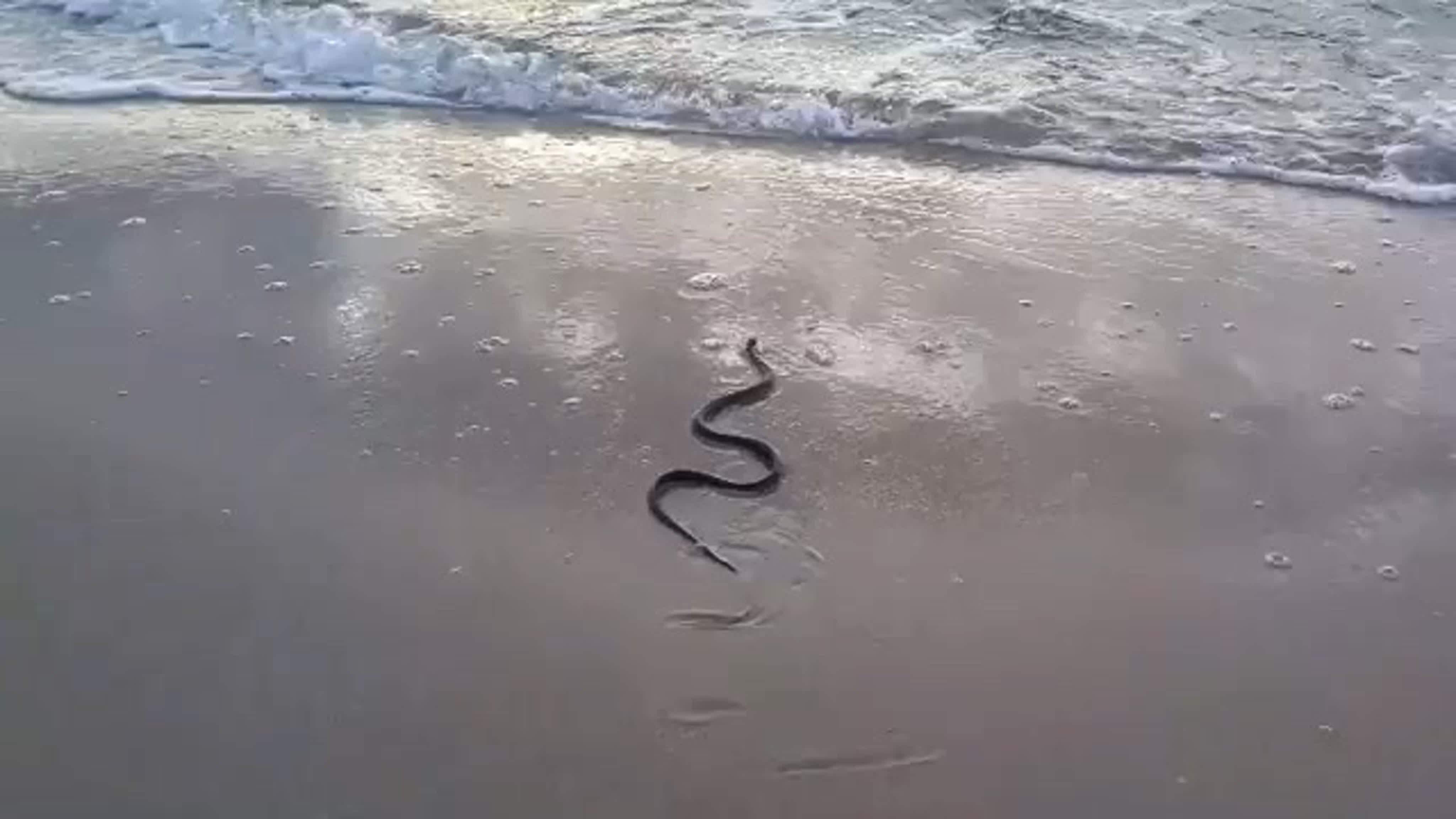 Змеи в анапе в море