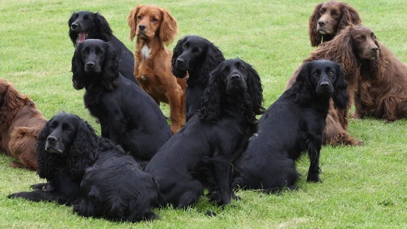 Виды спаниелей с фотографиями