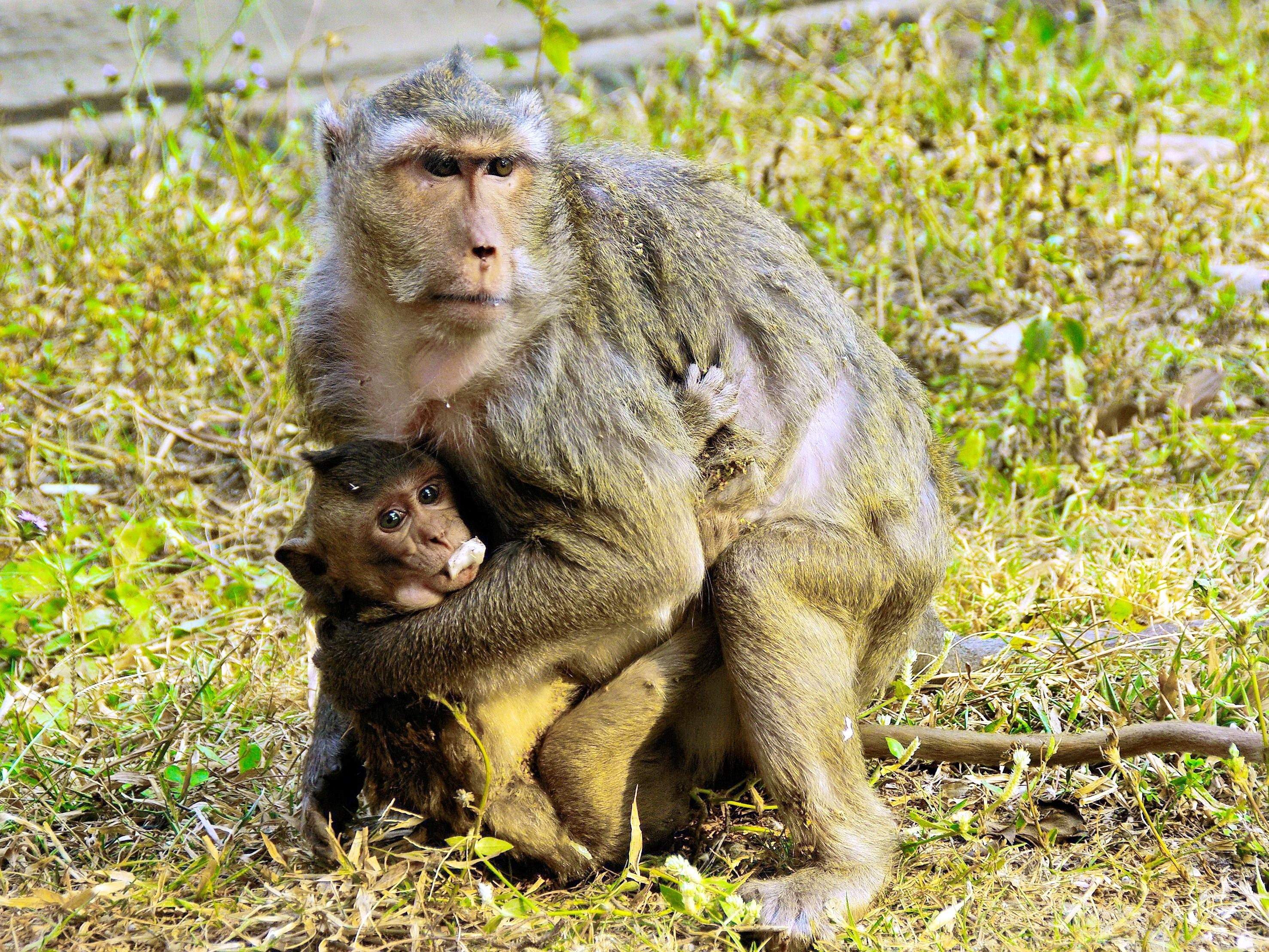 Обезьян нижний. Камбоджа парк обезьян макаки. Обезьяны в дикой природе. Дикие обезьянки в природе. Шимпанзе в дикой природе.