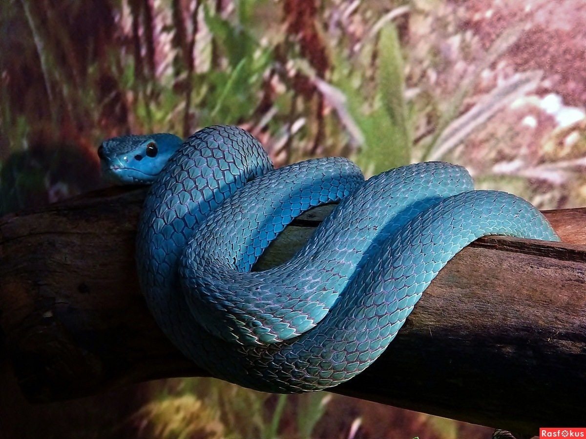 Синяя змейка. Голубая куфия змея. Белогубая куфия. Голубая комодская куфия. Комодская древесная гадюка голубая куфия.