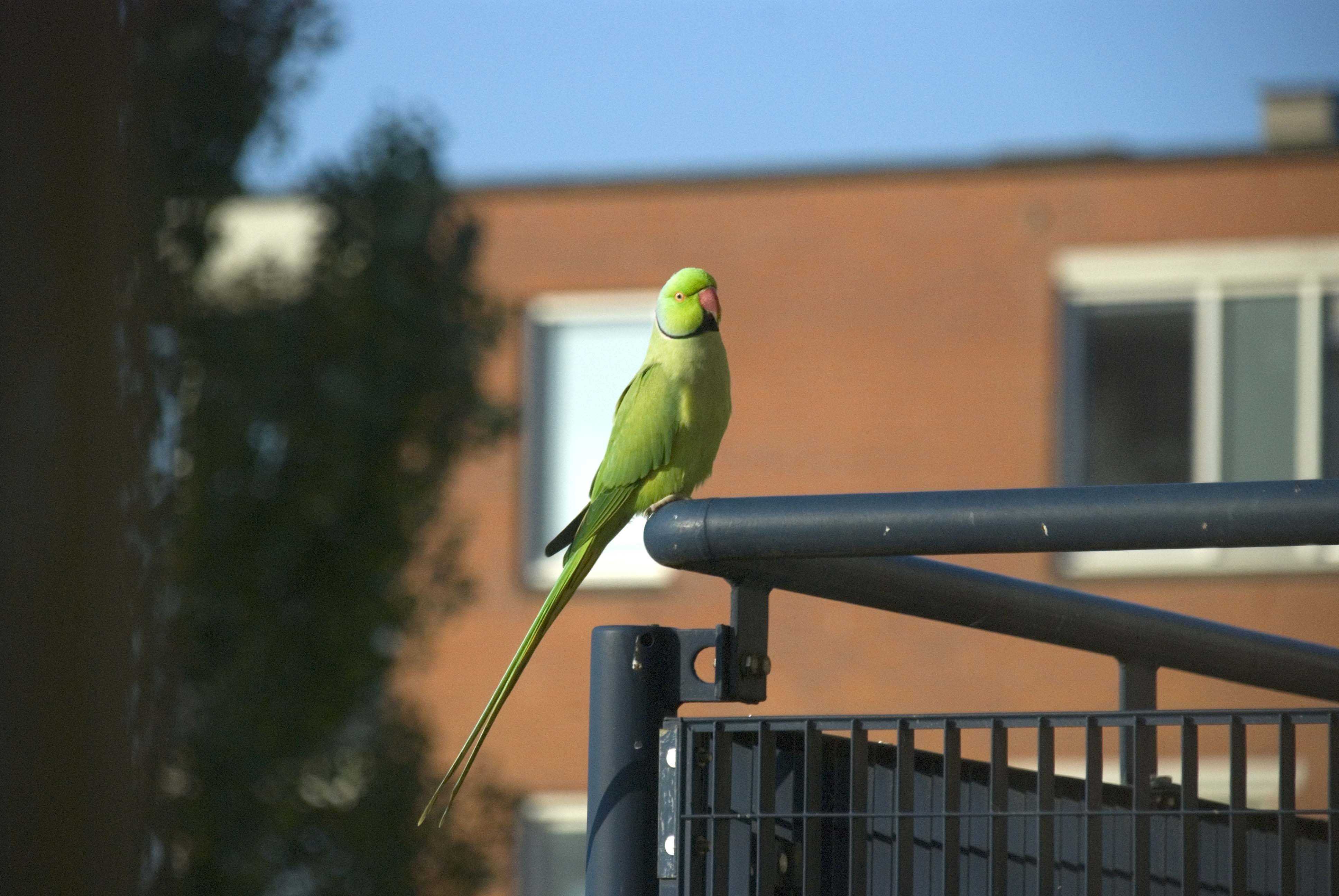 Зеленые попугаи в Амстердаме