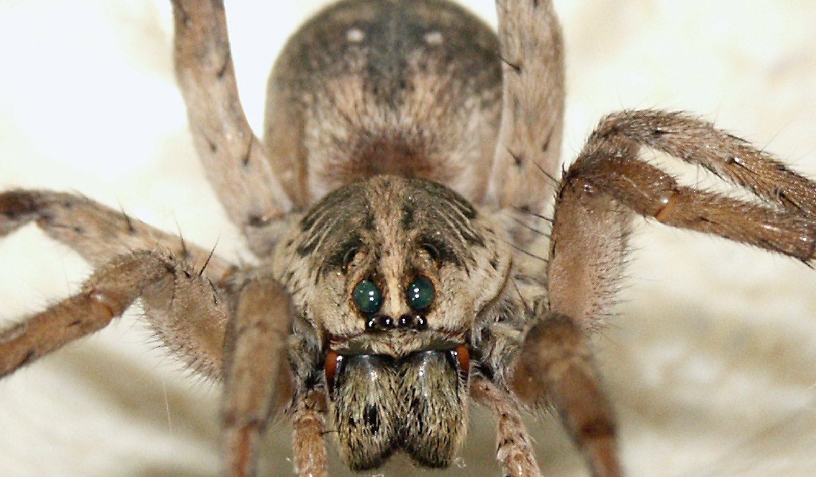 фото паук с пауками на спине