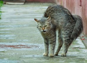 Шерсть дыбом у кошки