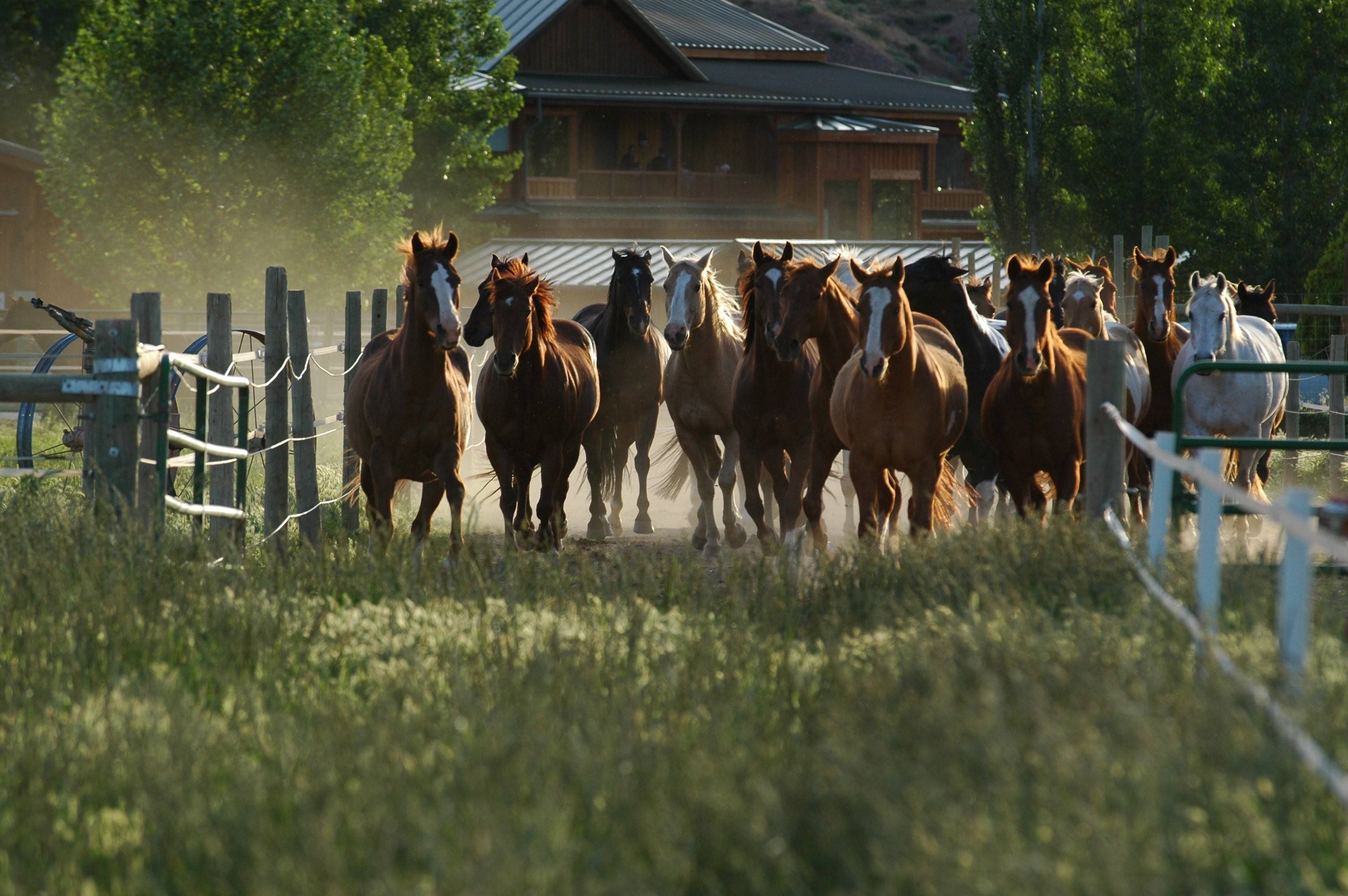 Конюшня трава. Ранчо конюшня США. Ферма штат Монтана. Ферма ранчо Америка. Ранчо с лошадьми США Монтана.
