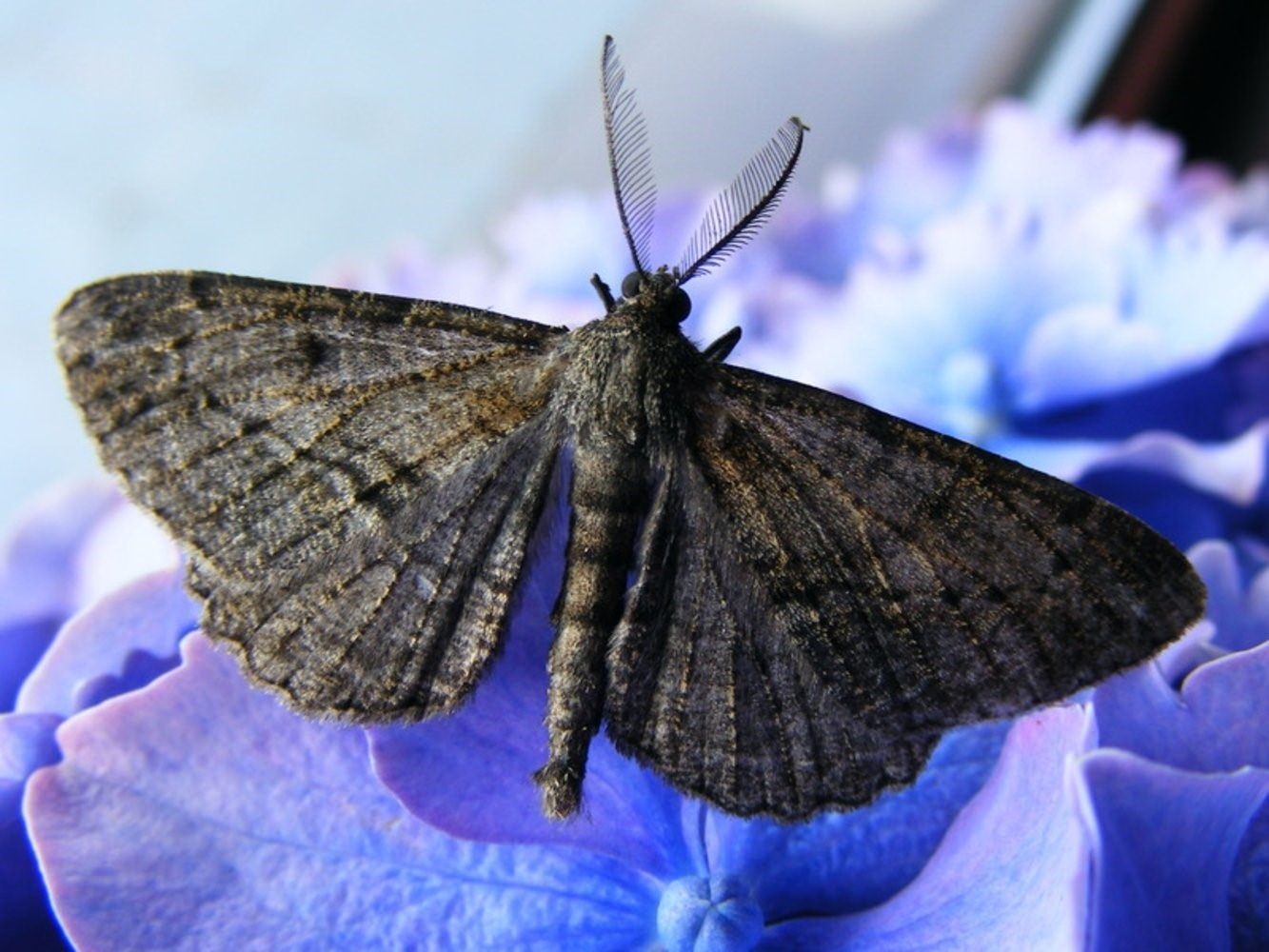 Ночная бабочка насекомое