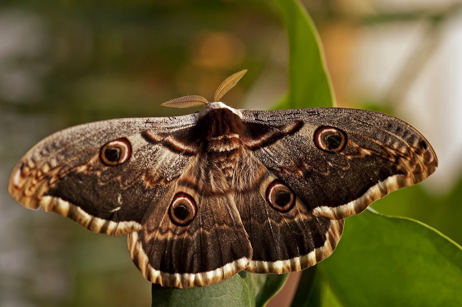 Мотылки. Глазчатый Бражник бабочка. Ночная бабочка Бражник глазчатый. Бражник Дальневосточный глазчатый. Павлиноглазка Грушевая (Saturnia pyri) гусеница.
