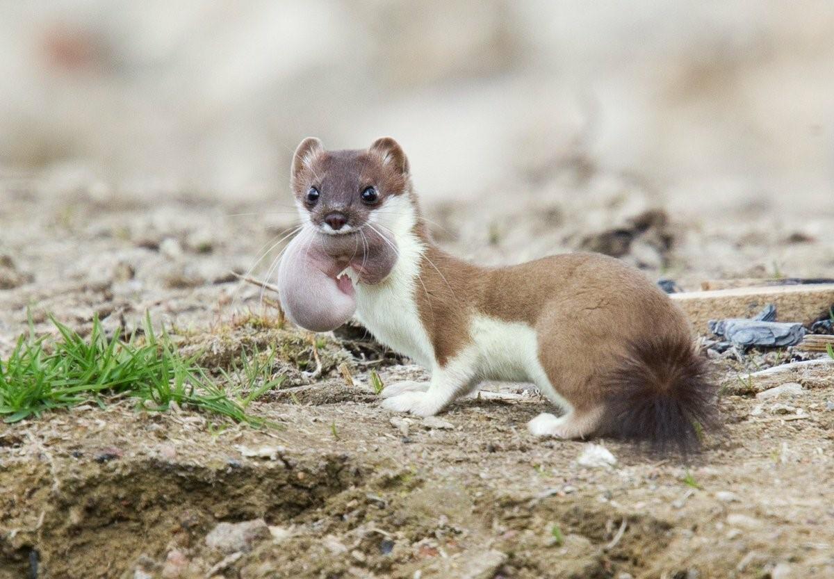 Ласка животное фото. Горностай (Mustela erminea). Патагонский горностай. Горностай в Удмуртии. Тобольский горностай.