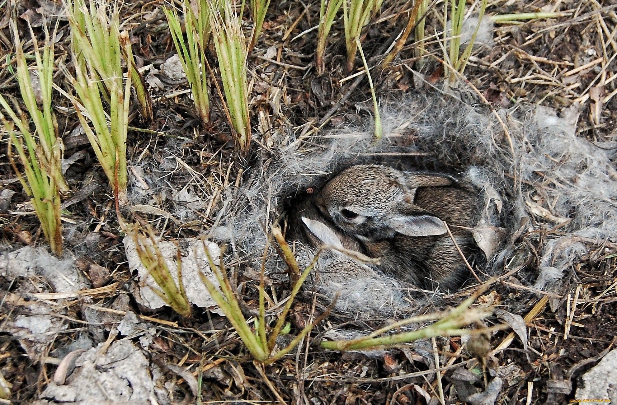 Зайчонок родившийся весной. Заяц Русак гнездо. Жилище зайца.