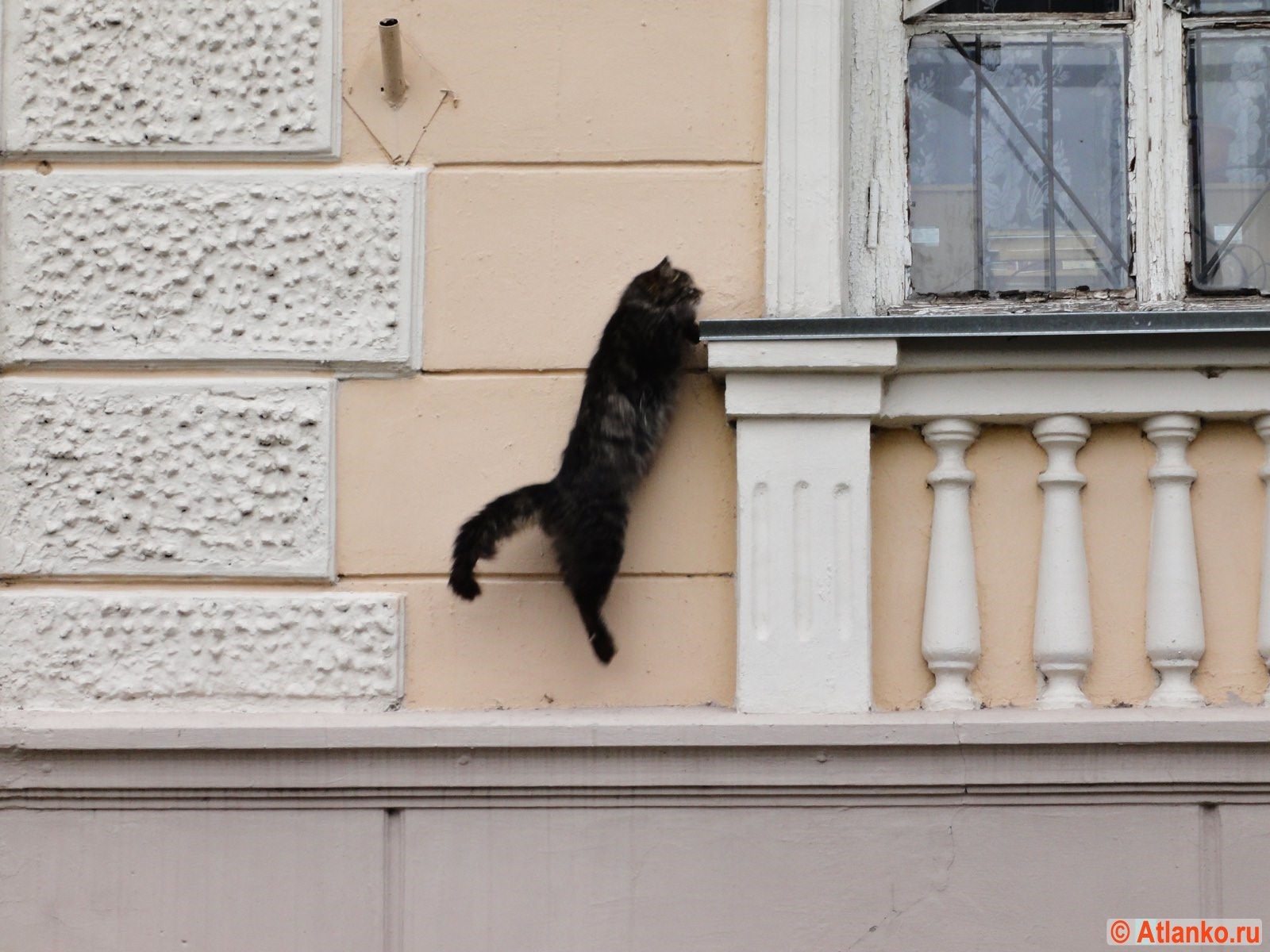 Кот лезет на забор картинки