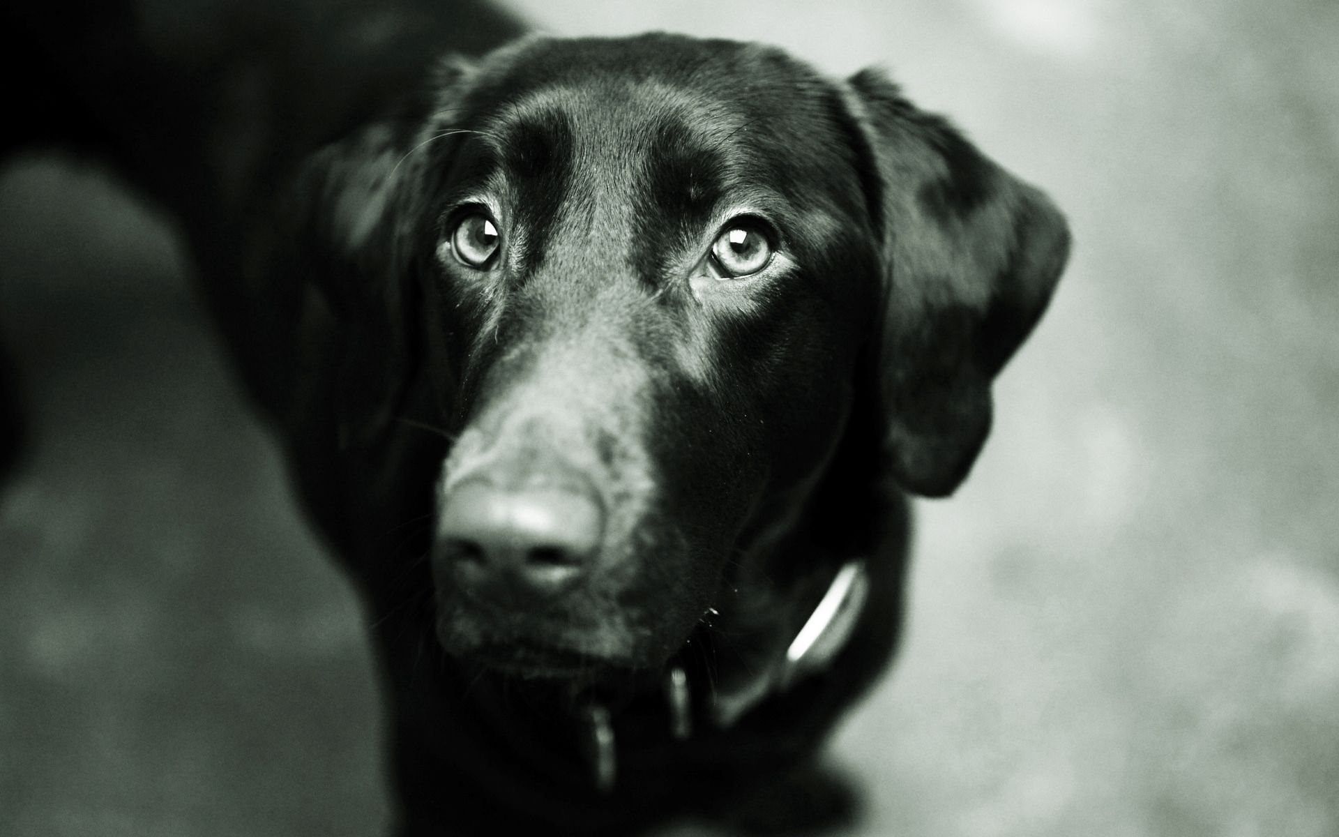 Черная собака год. Лабрадор черный. Лабрадор черный с голубыми глазами.