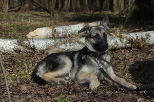 Помесь хаски и Восточно европейской овчарки