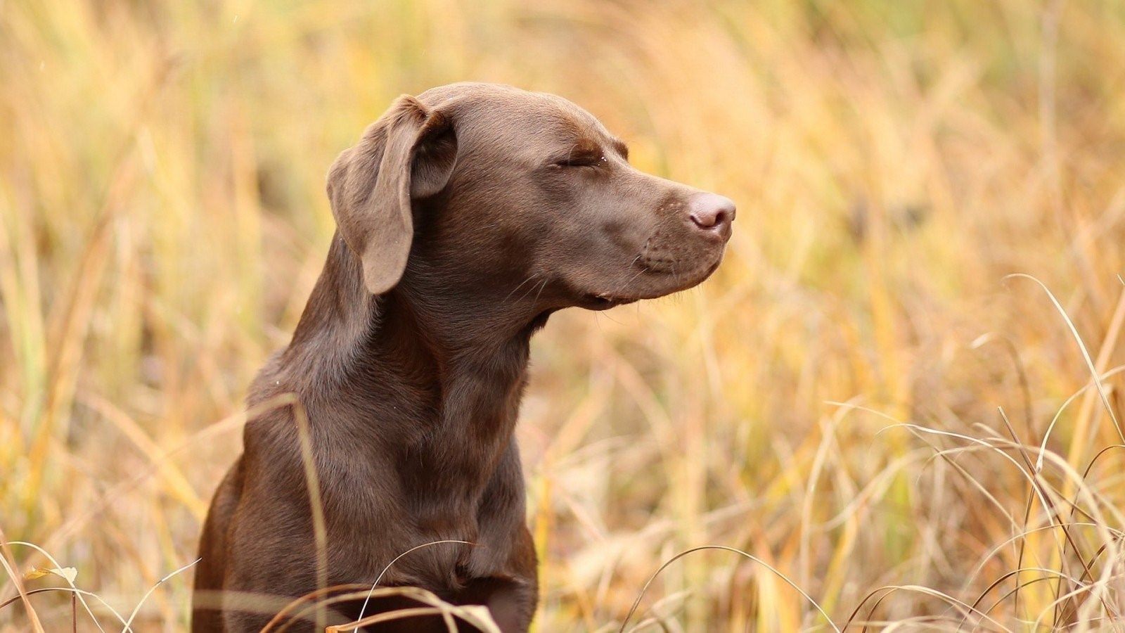 Породы собак коричневого окраса с фотографиями