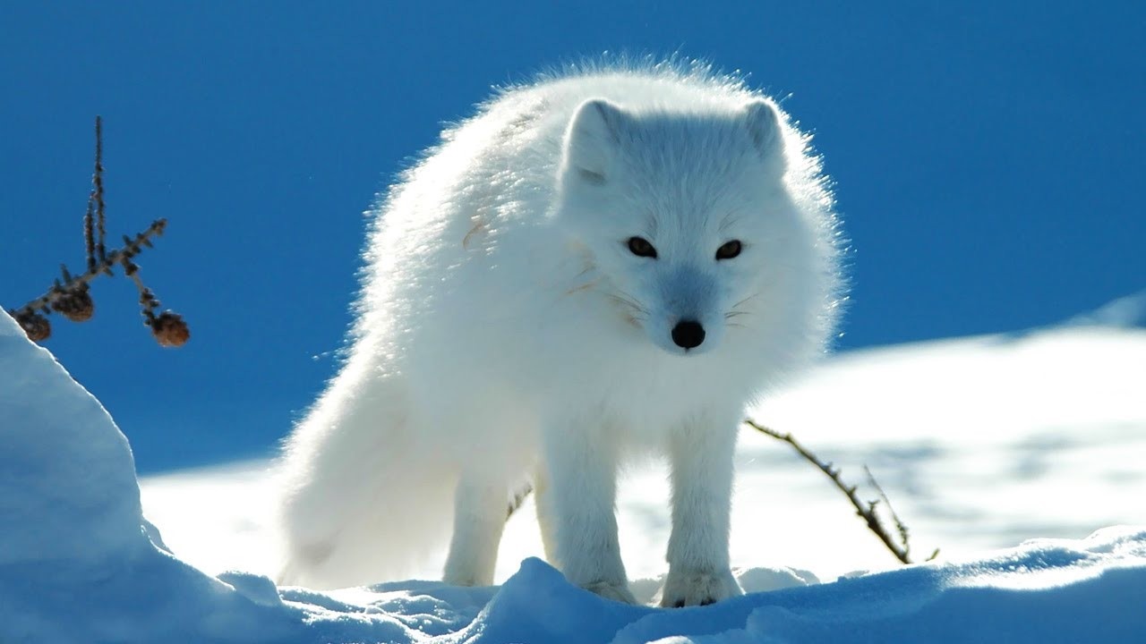 Какой зоне водятся белые медведи песцы лемминги. Лисица. Белый зверек живет в Якутии. Песец глаза. Арктика.
