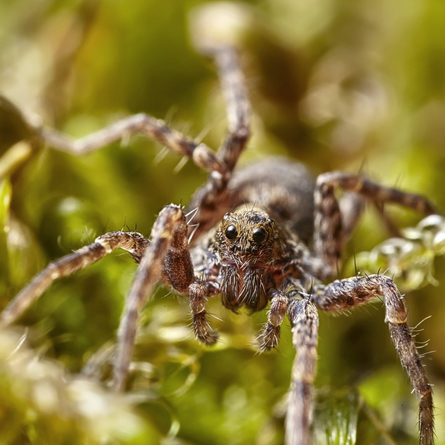 фото паук с пауками на спине