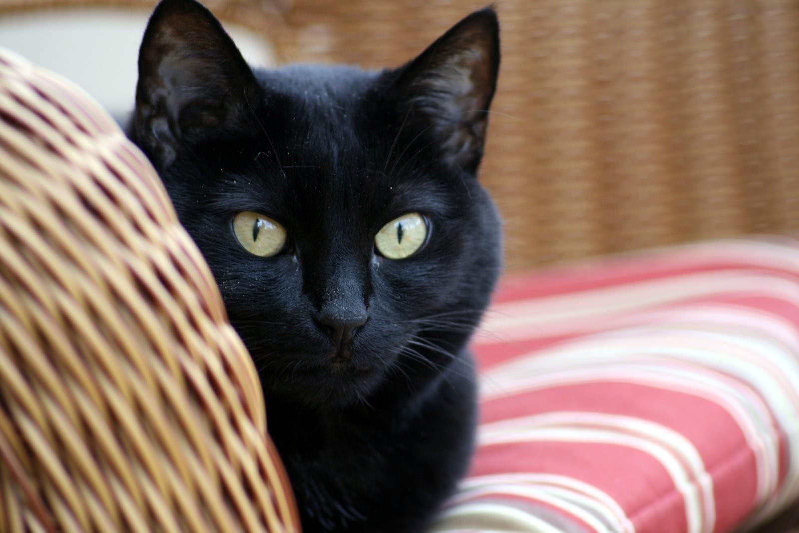 Черная Гладкошерстная Кошка