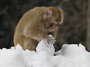 Обезьяна в валенках