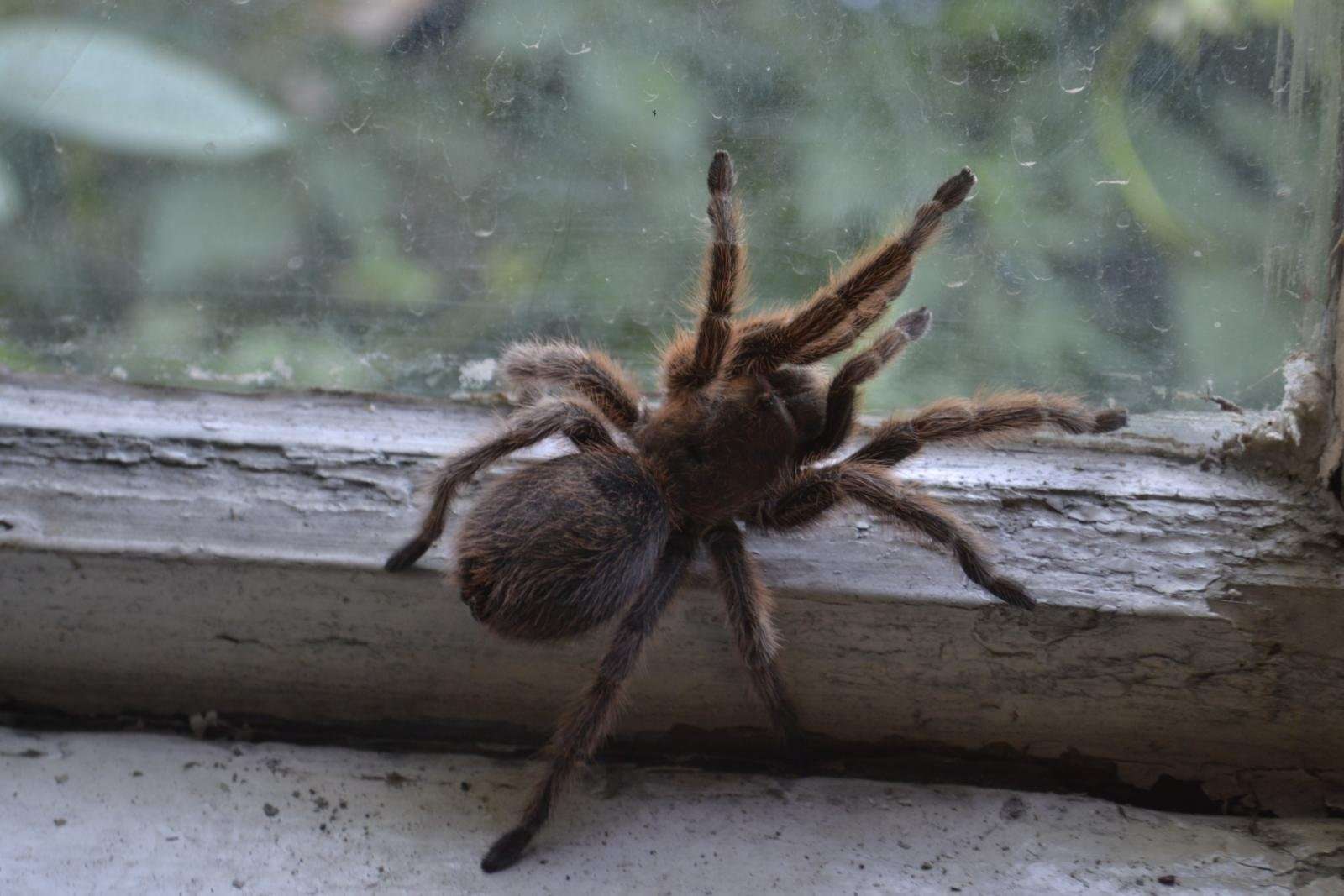 Ядовитые пауки краснодарского края фото