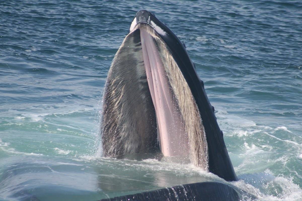 Китовый ус фото как выглядит