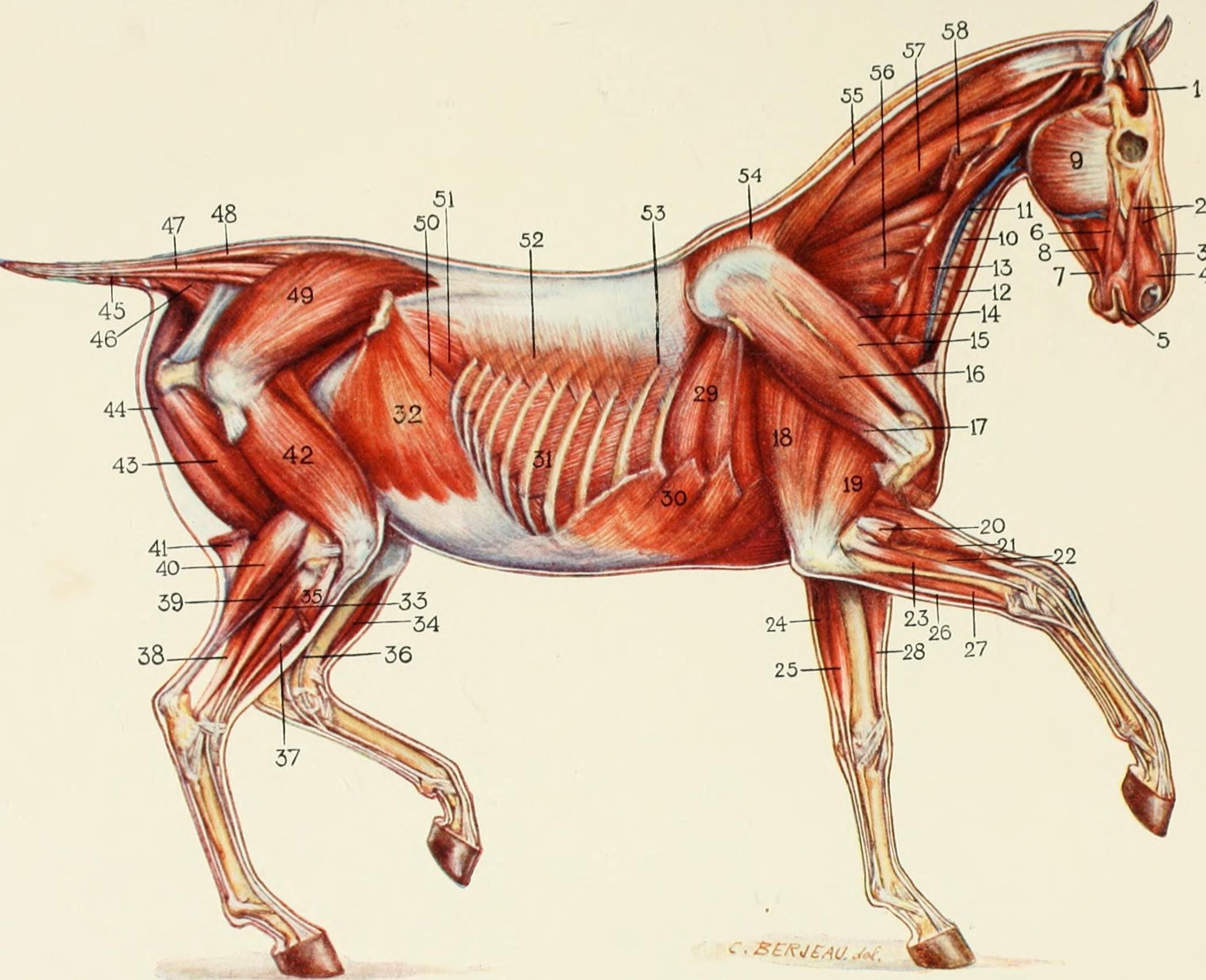 Где произошли лошади. Осевой скелет лошади. Анатомия коня. Анатомия лошади. Мышцы лошади.