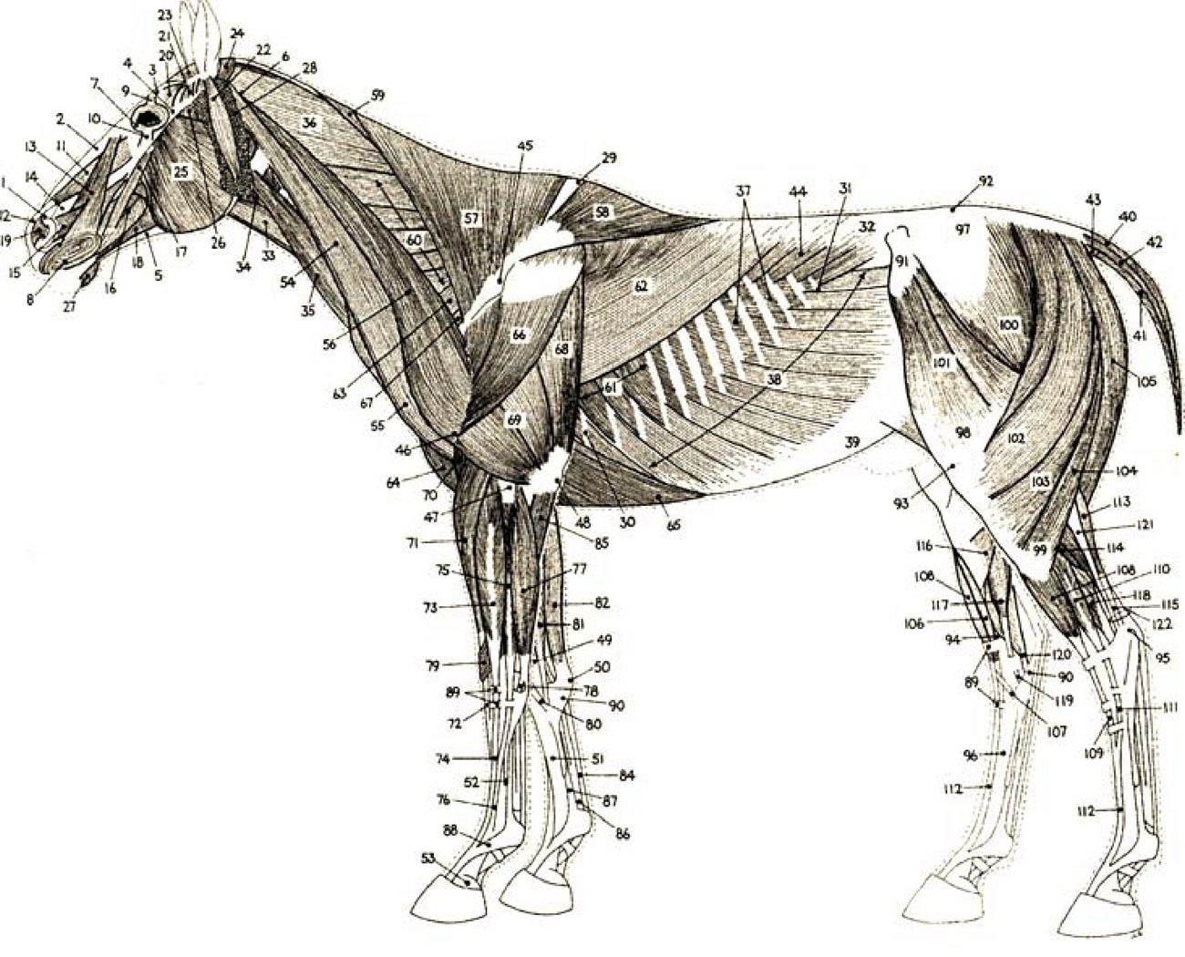 У чистокровной верховой лошади шея. Поверхностные мышцы лошади анатомия. Мышцы туловища лошади поверхностный пласт. Мышцы туловища лошади анатомия. Мускулатура лошади анатомия.