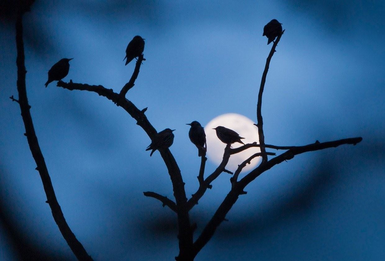 Птица восприятия. Птицы на ветке ночью. Птицы на дереве. Стая птиц на ветке. Птица сидит на ветке.