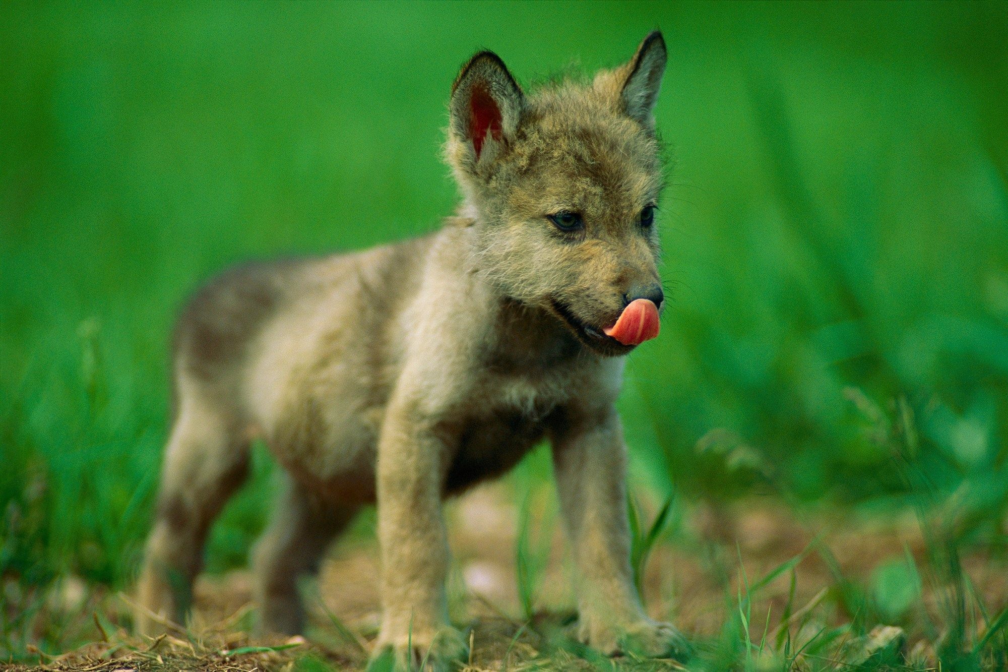 Волк детям о животных. Карликовый волк. Про маленького волчонка. Волк с волчатами. Детеныш волка.