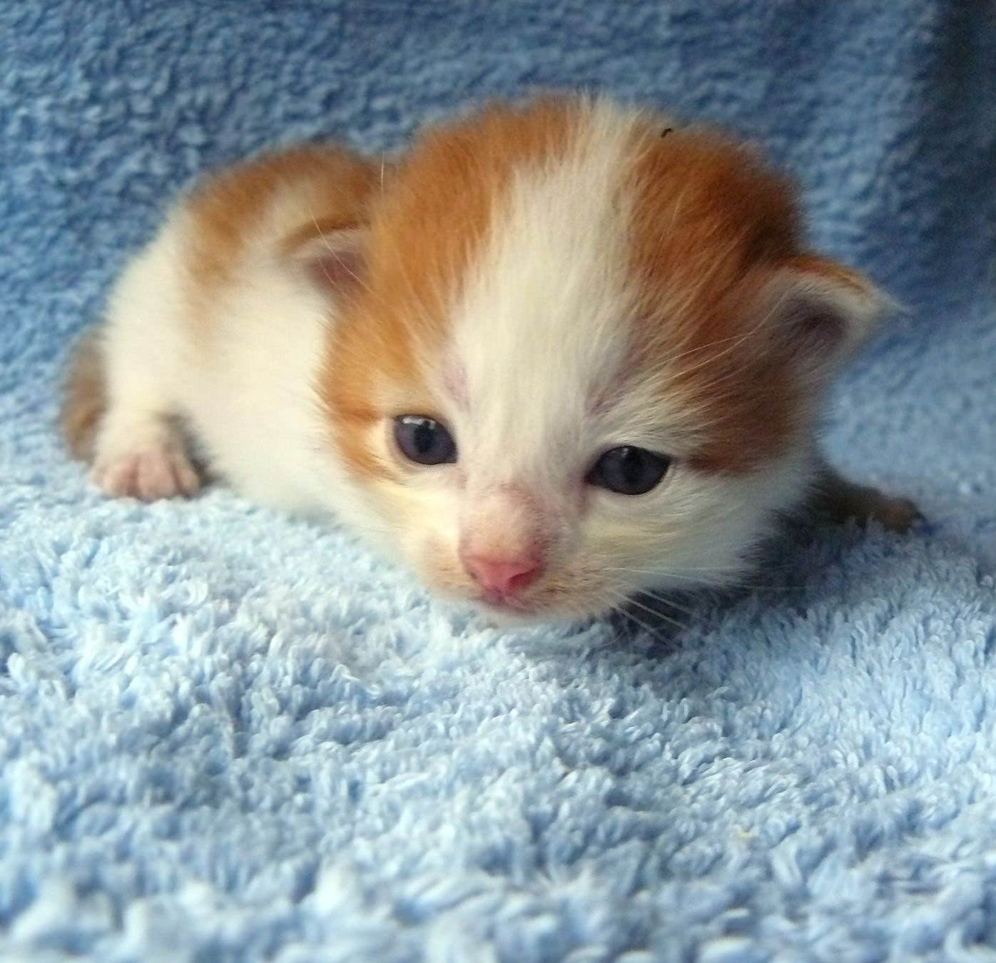 Котята совсем. Рыже белый котенок. Маленький котенок. Маленький бело рыжий котенок. Маленькие белорижие котята.