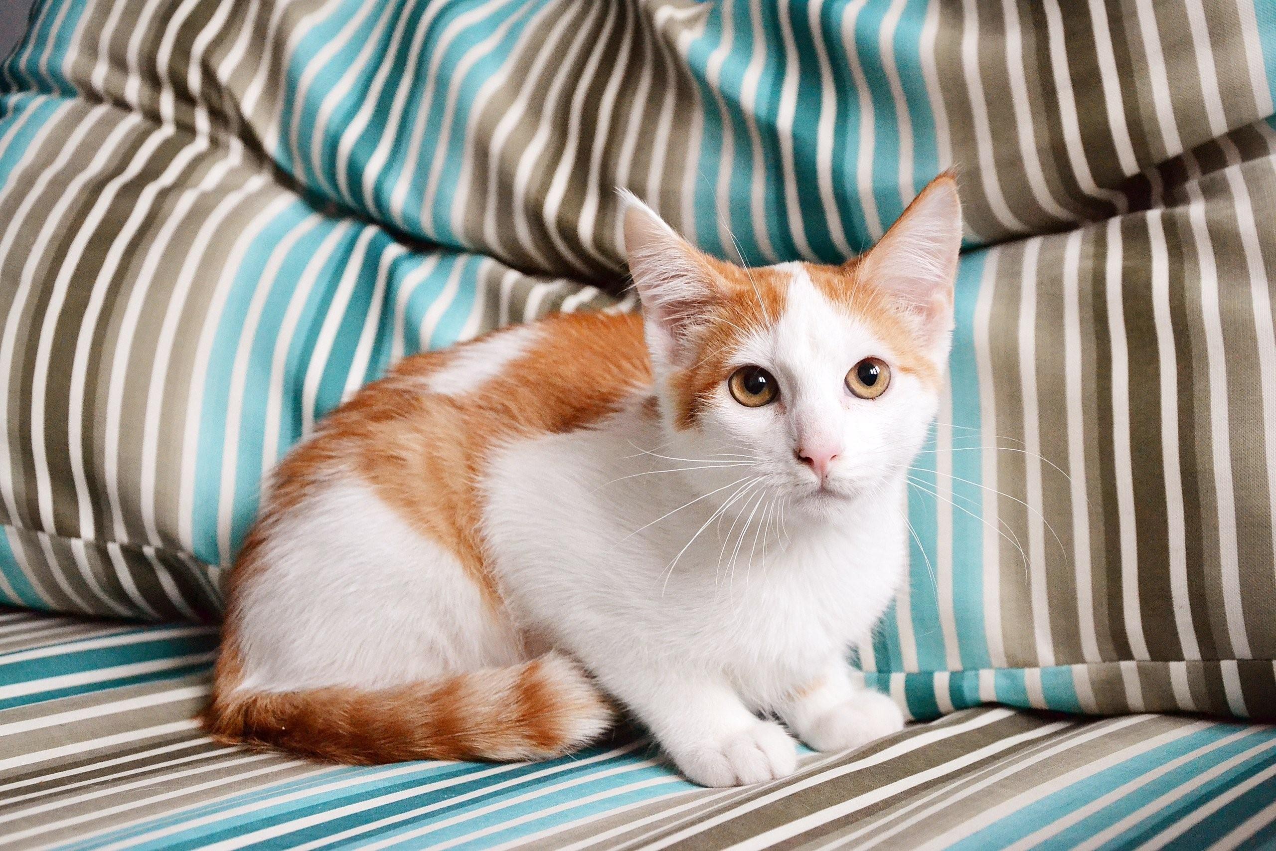 Фото бело рыжего кота