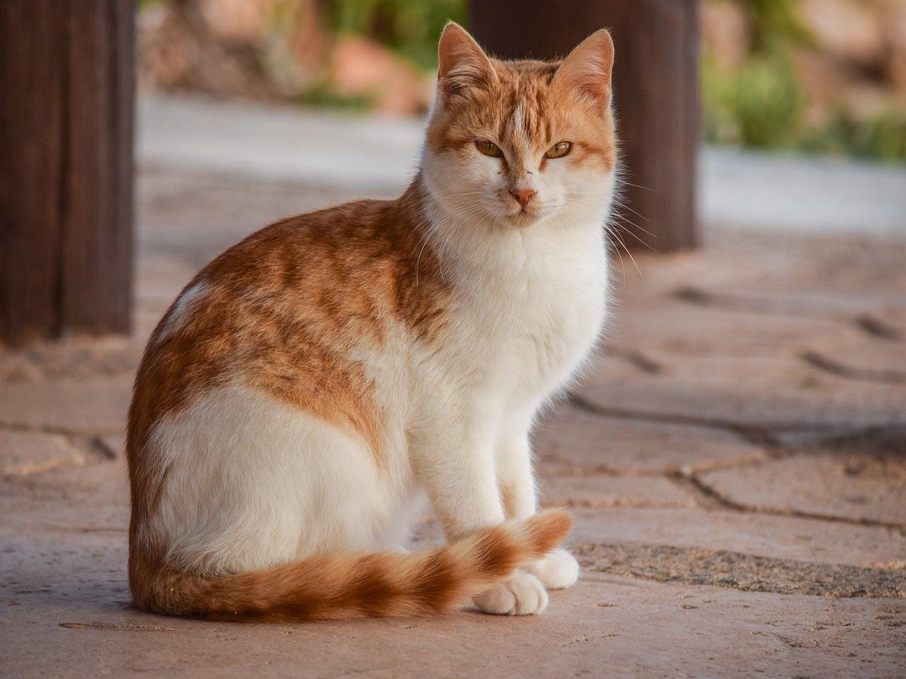Фото бело рыжего кота