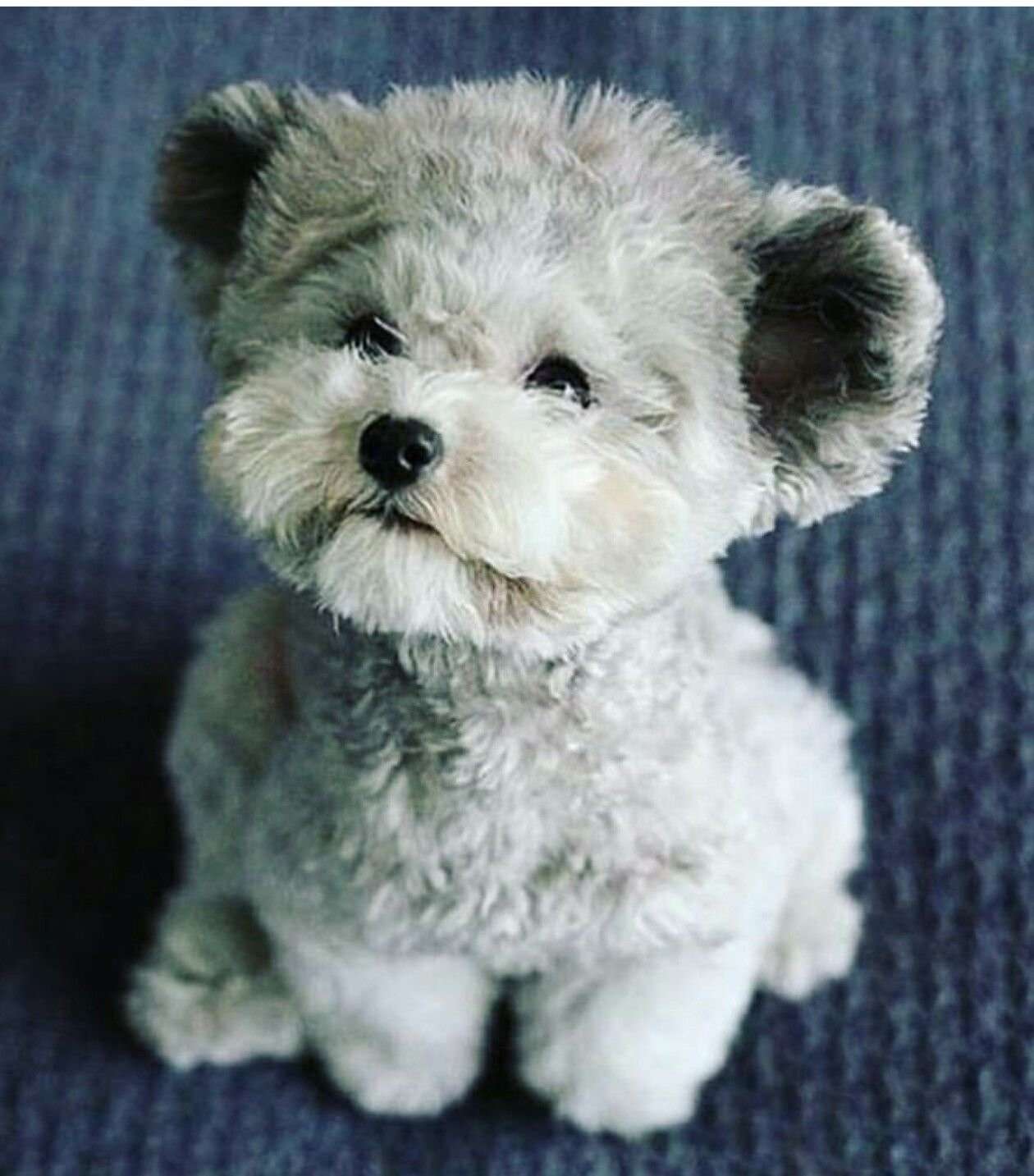 Собачка похожа на маленького медвежонка порода с фото